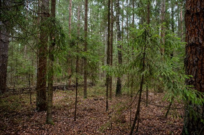 Осенние виды природного заказника Арюшина Гора
