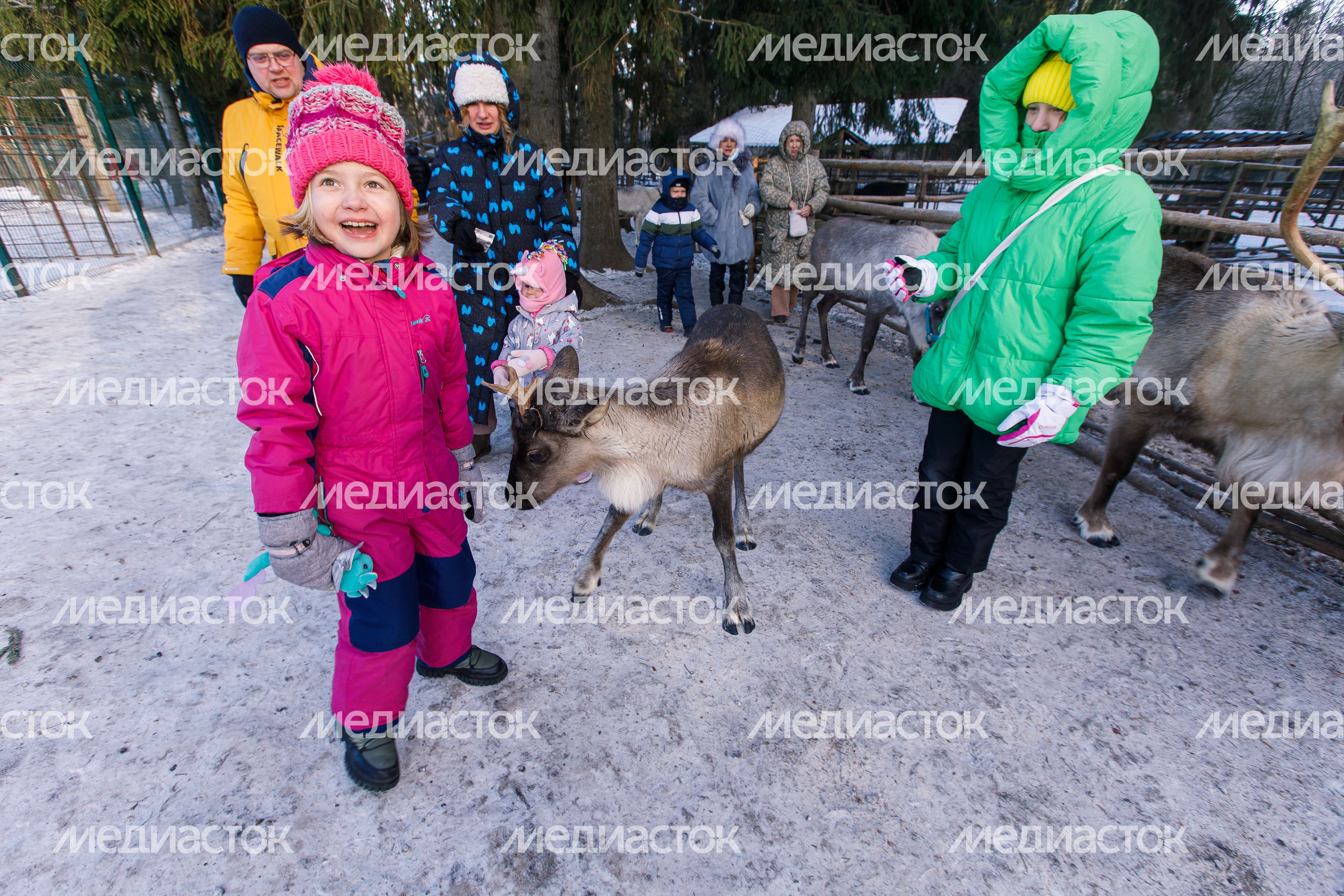 Оленья ферма ZooОleni в Рузском округе