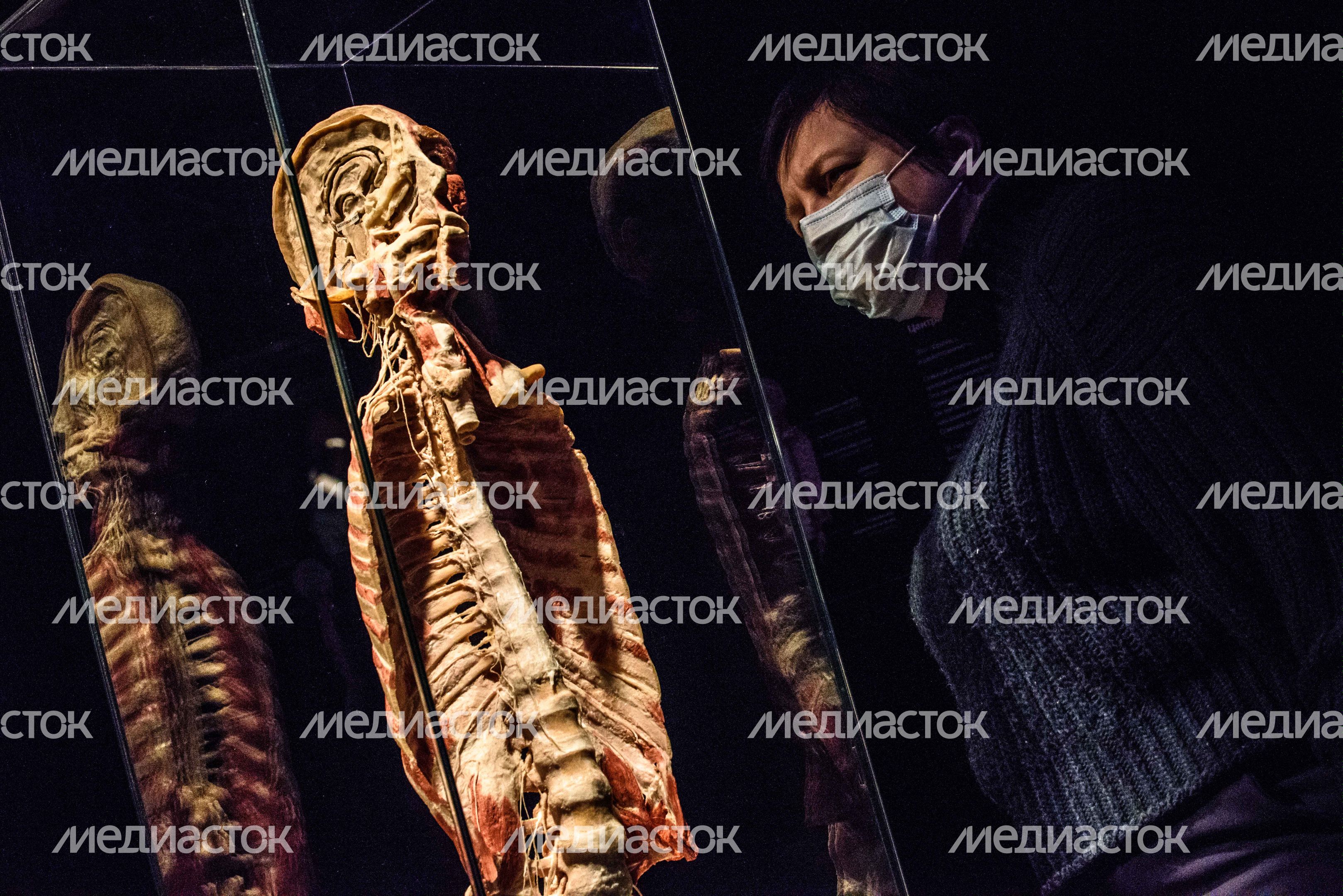 Выставка «Body Worlds» на ВДНХ