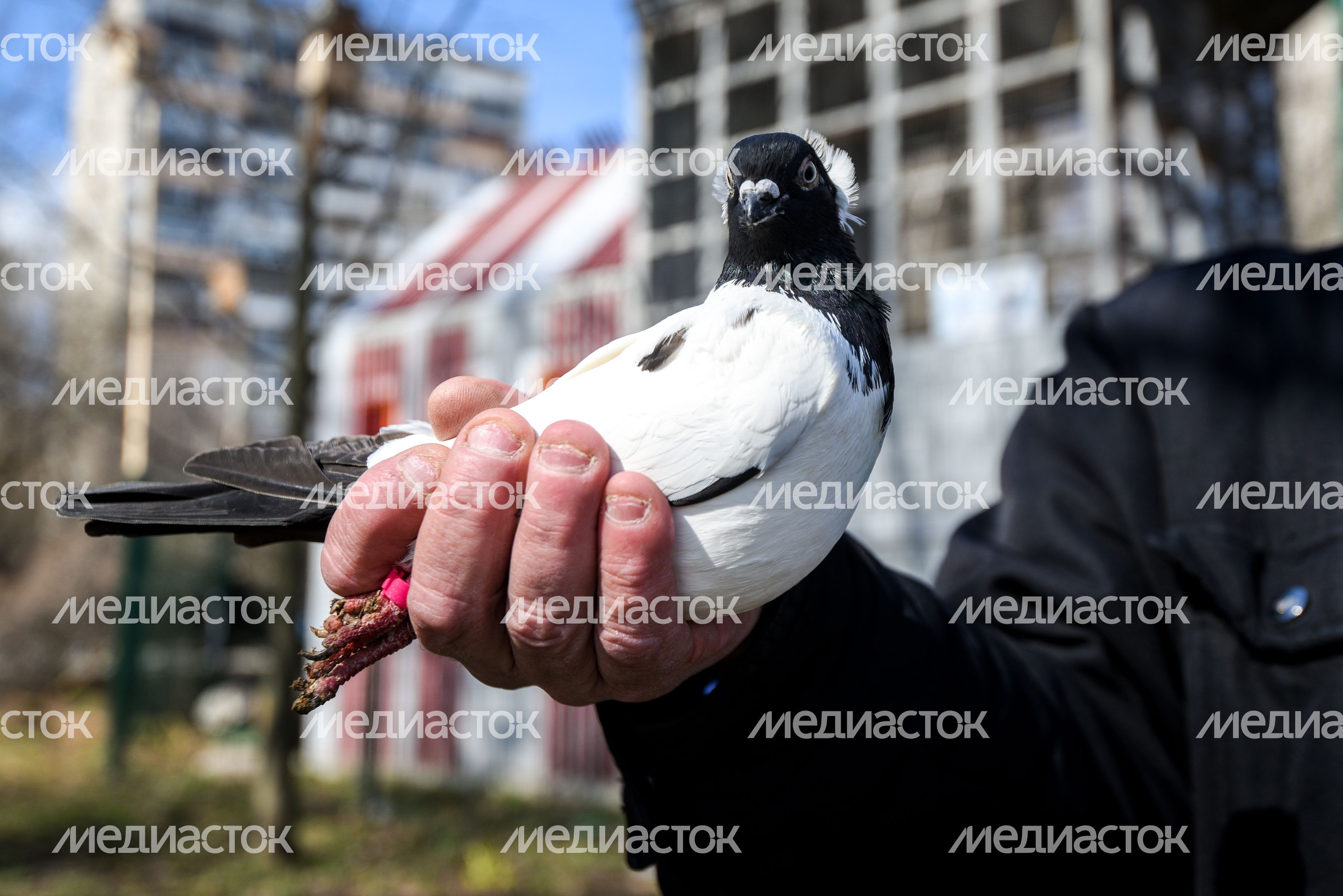 Голубятня в Москве