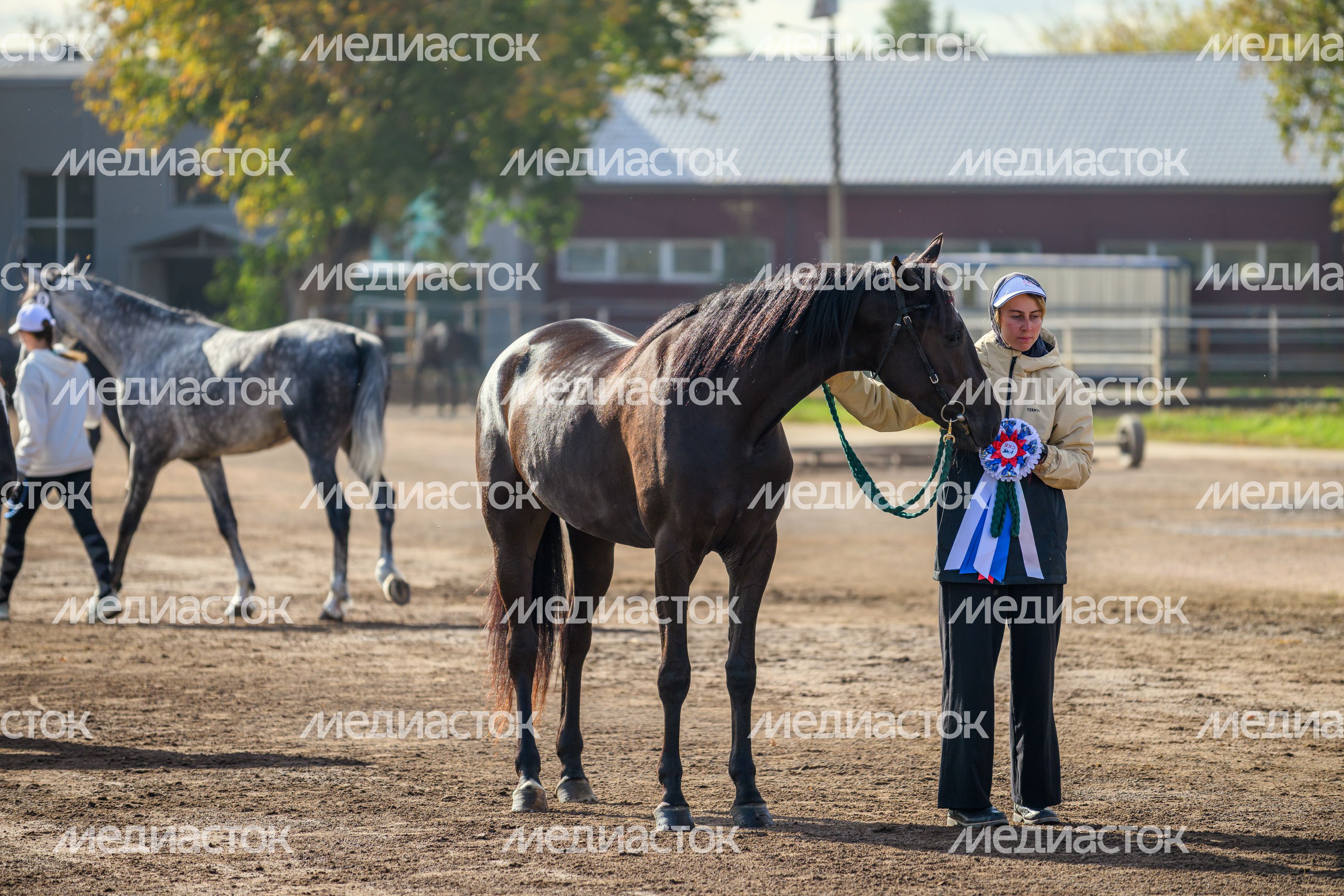 Чемпионат России для лошадей орловской рысистой породы на Раменском ипподроме Чемпионат России для лошадей орловской рысистой породы на Раменском ипподроме