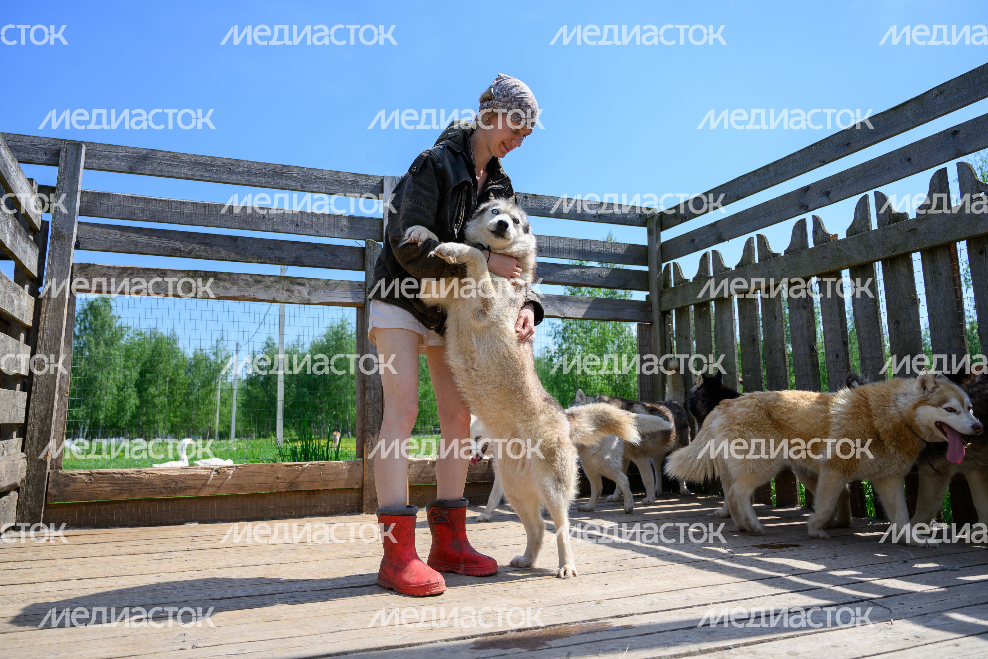Общение с хаски в дружеской обстановке в зооцентре «Святополе» в Зарайске Общение с хаски в дружеской обстановке в зооцентре «Святополе» в Зарайске