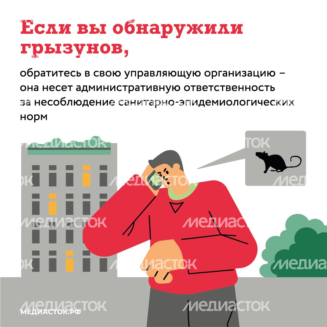 Крысы в МКД квадрат (6) Крысы в МКД квадрат (6)