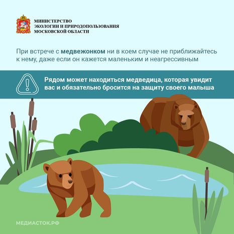 Медведь – сосед, которого нужно знать_квадрат 08