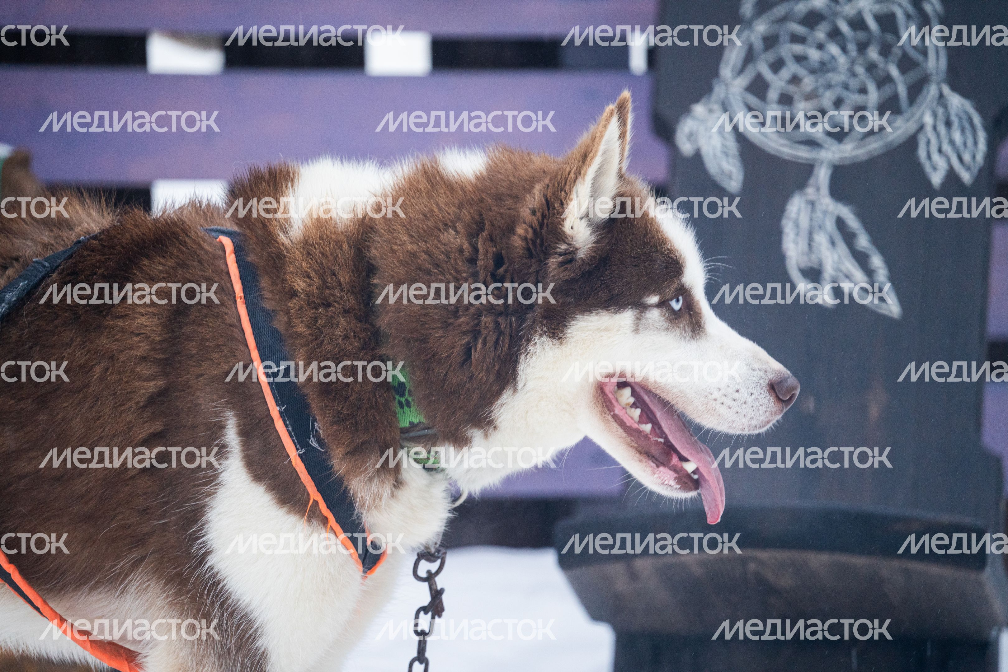 Хаски-деревня "Рузская Аляска" в Рузском округе