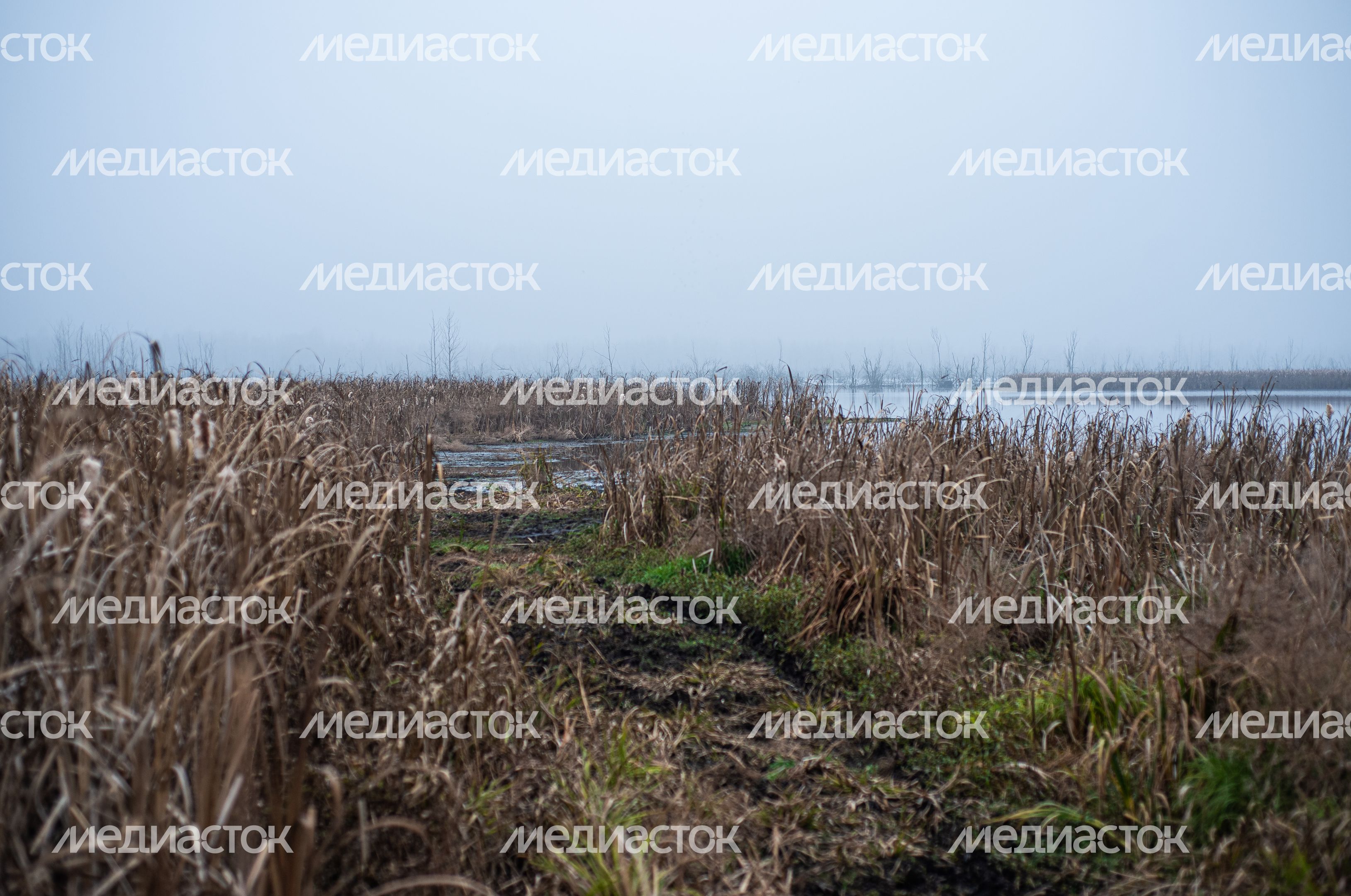 Шатурские болота