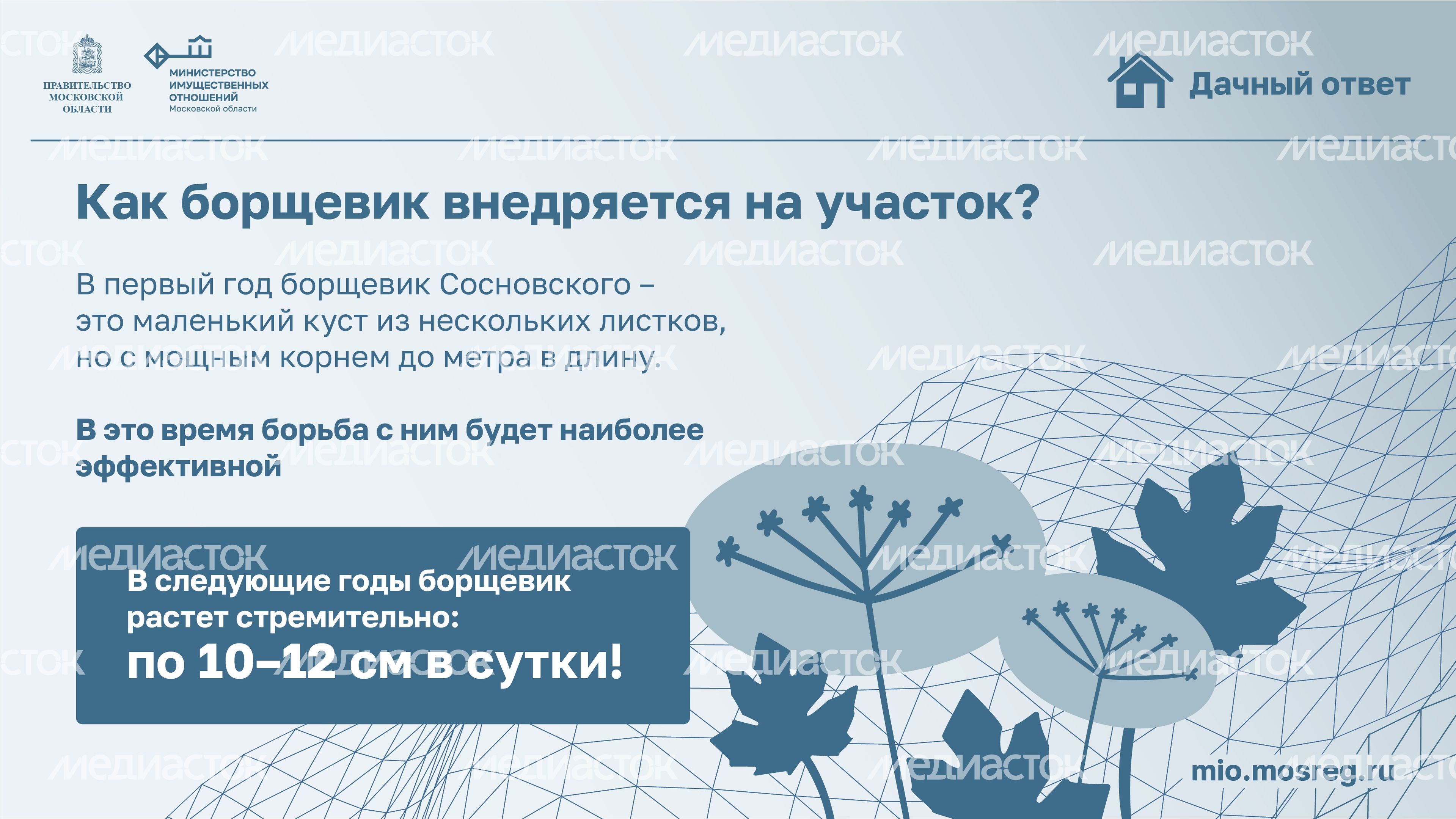 Дачный ответ_борщевик-07.jpg