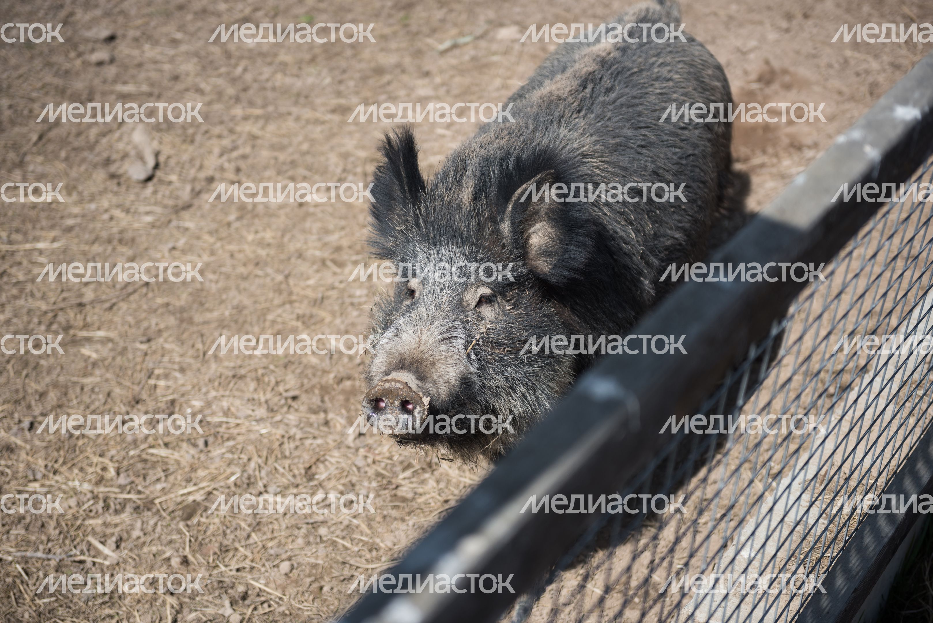 Национальный парк Лосиный остров