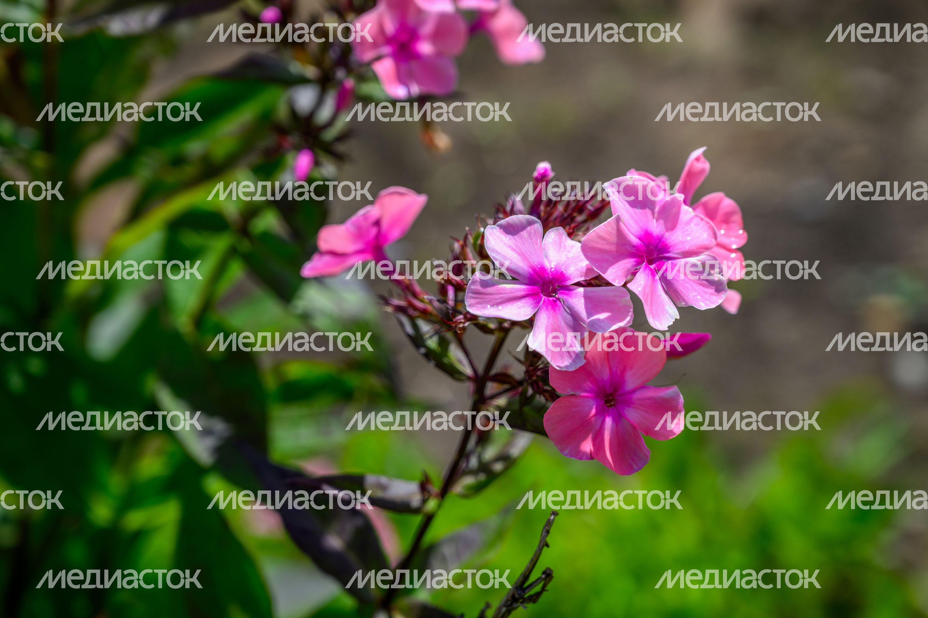 Цветок розовый Флокс метельчатый Цветок розовый Флокс метельчатый