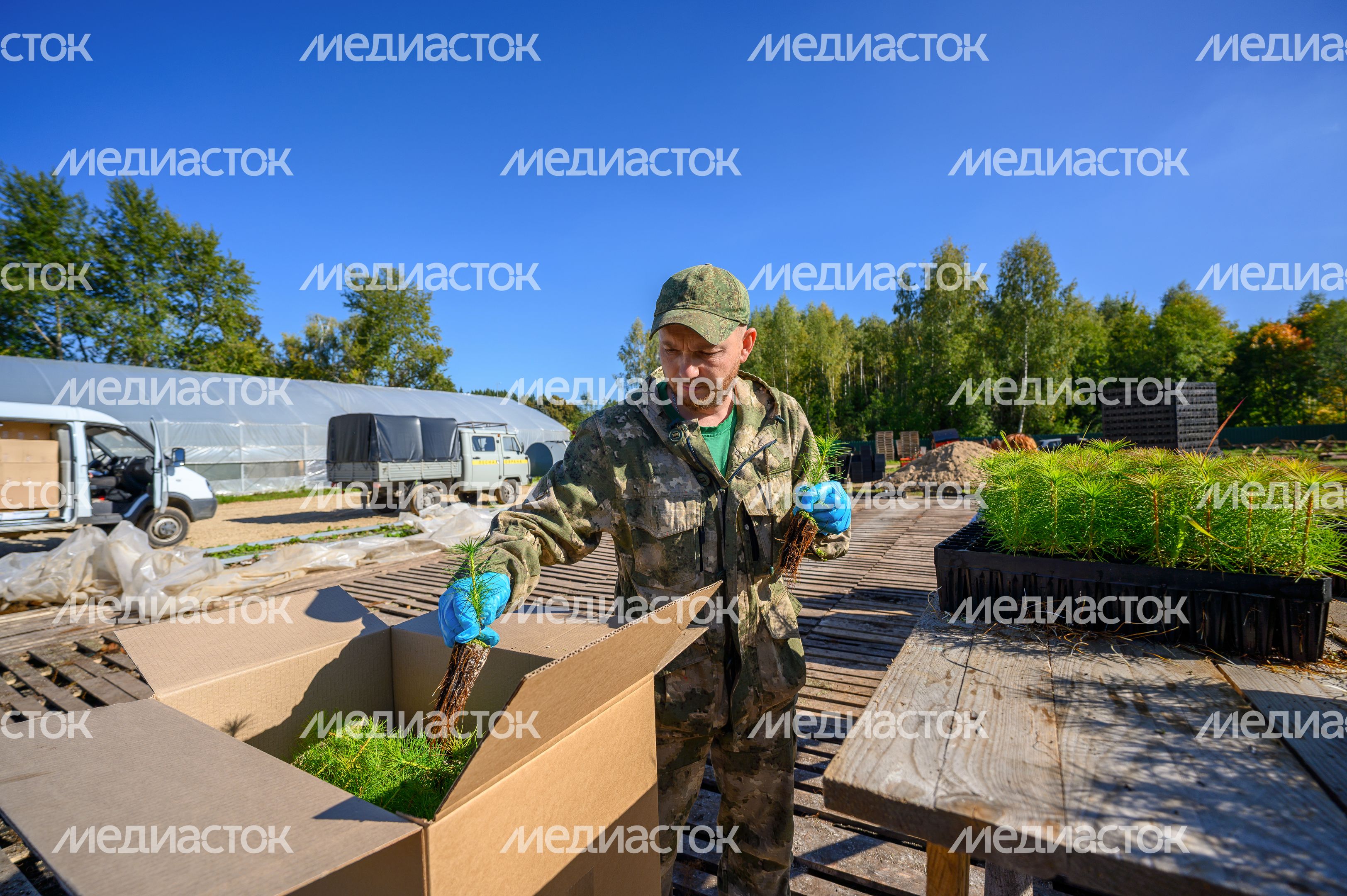 Сеянцы сосны выращивают в Дмитровском базисном питомнике Сеянцы сосны выращивают в Дмитровском базисном питомнике