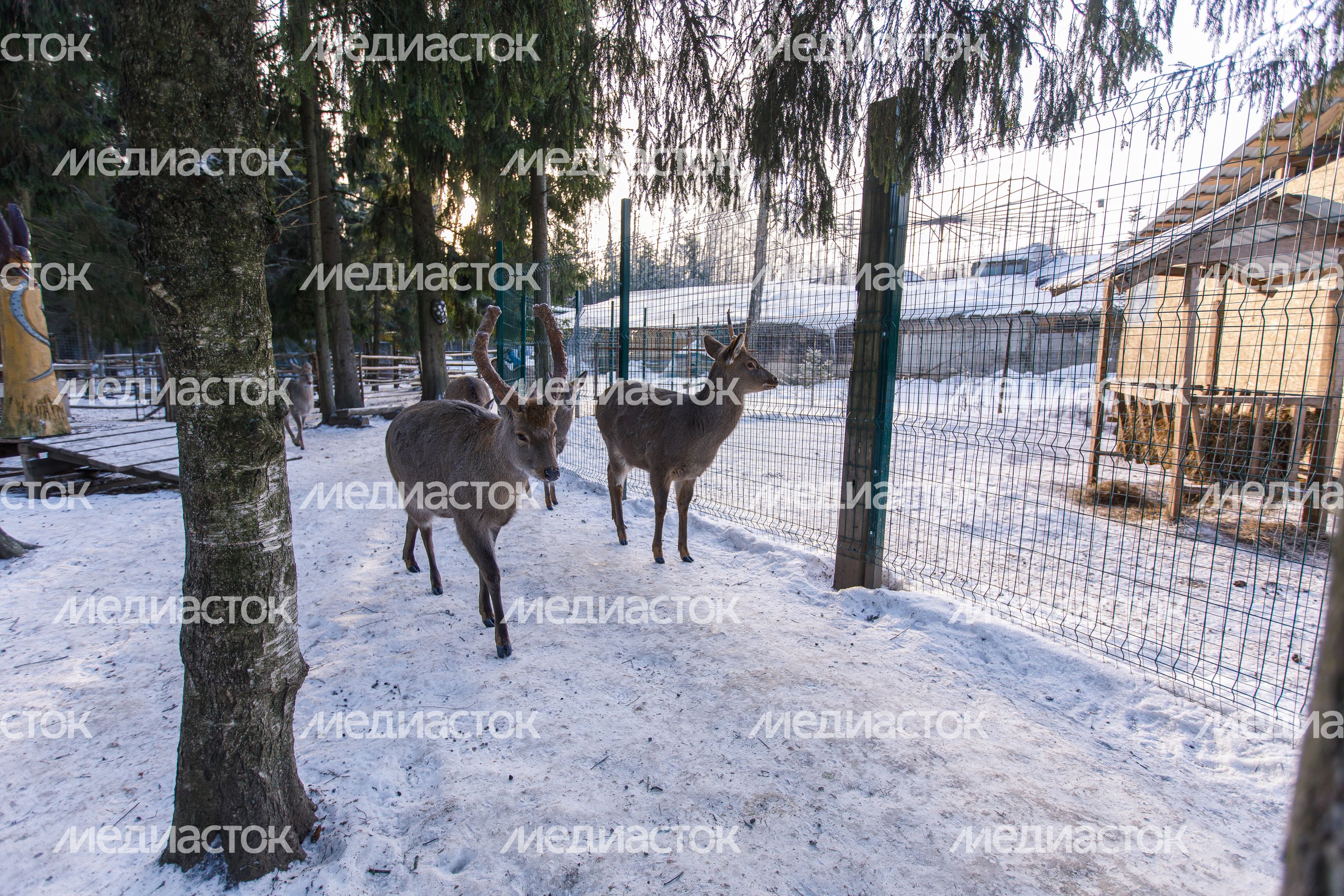 Оленья ферма ZooОleni в Рузском округе