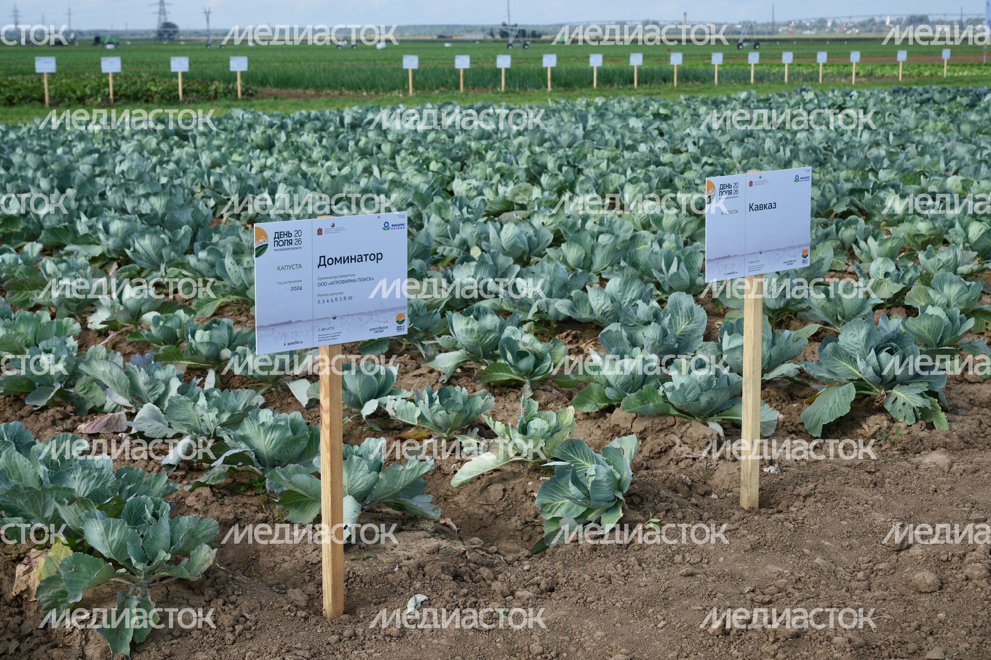 Агропромышленная выставка "День поля Московской области" в Дмитровском округе