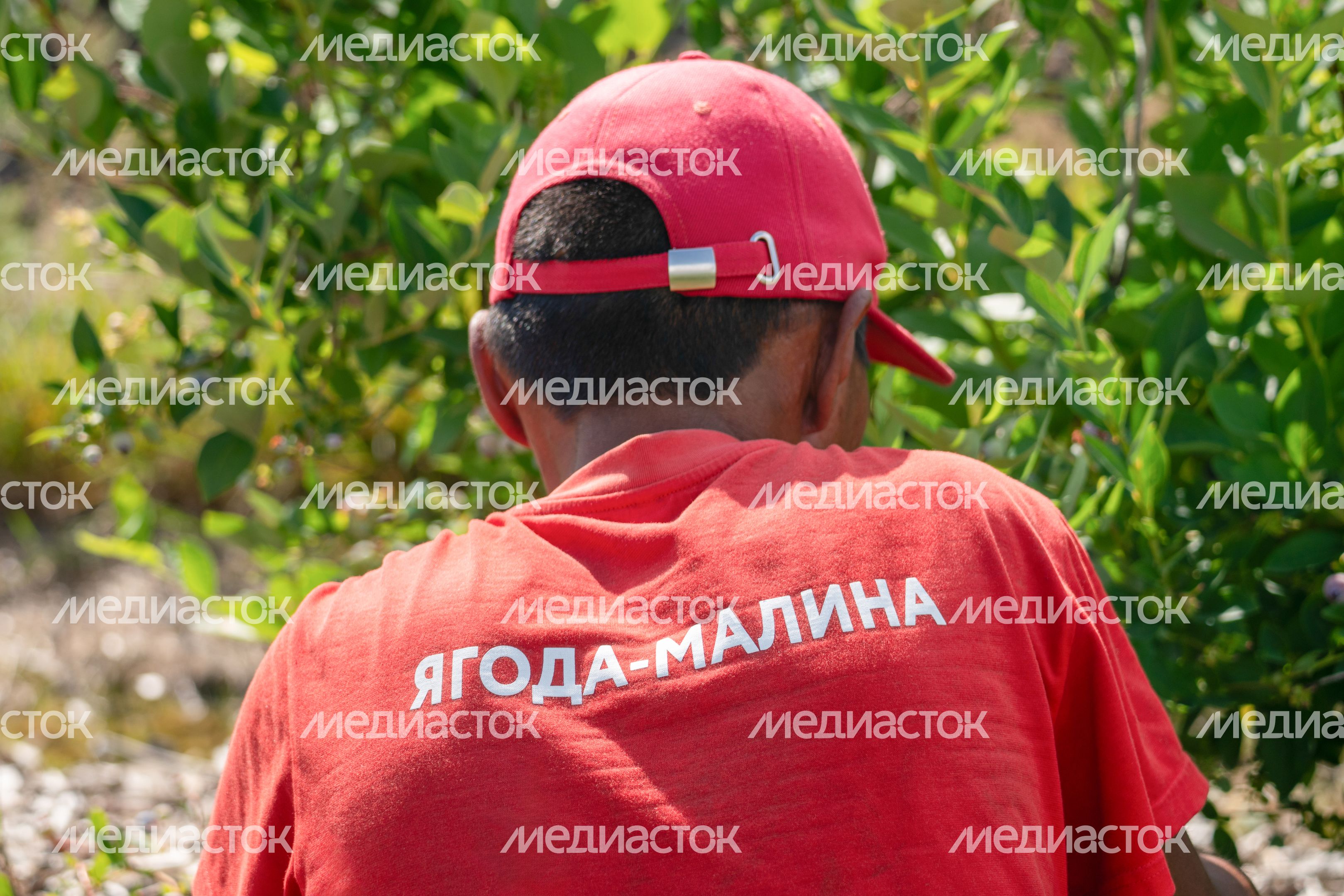 Подмосковная голубика в плодопитомнике «Ягода-малина», округ Шаховская Подмосковная голубика в плодопитомнике «Ягода-малина», округ Шаховская