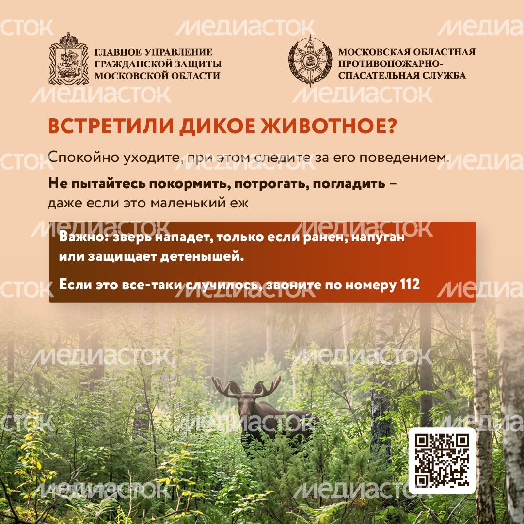 Что делать при встрече с диким животным квадрат 03 Что делать при встрече с диким животным квадрат 03