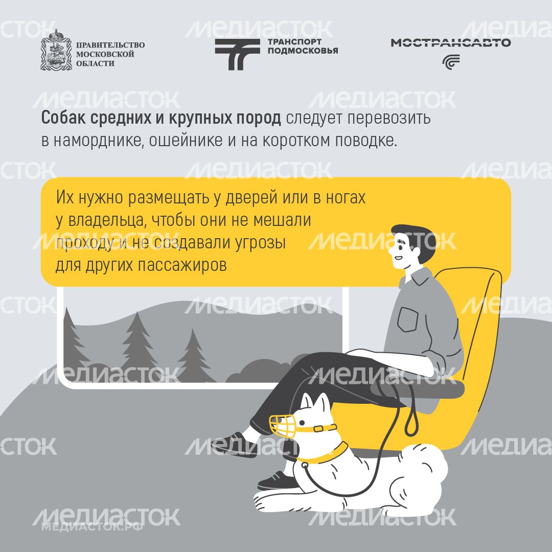 Правила перевозки животных квадрат 05