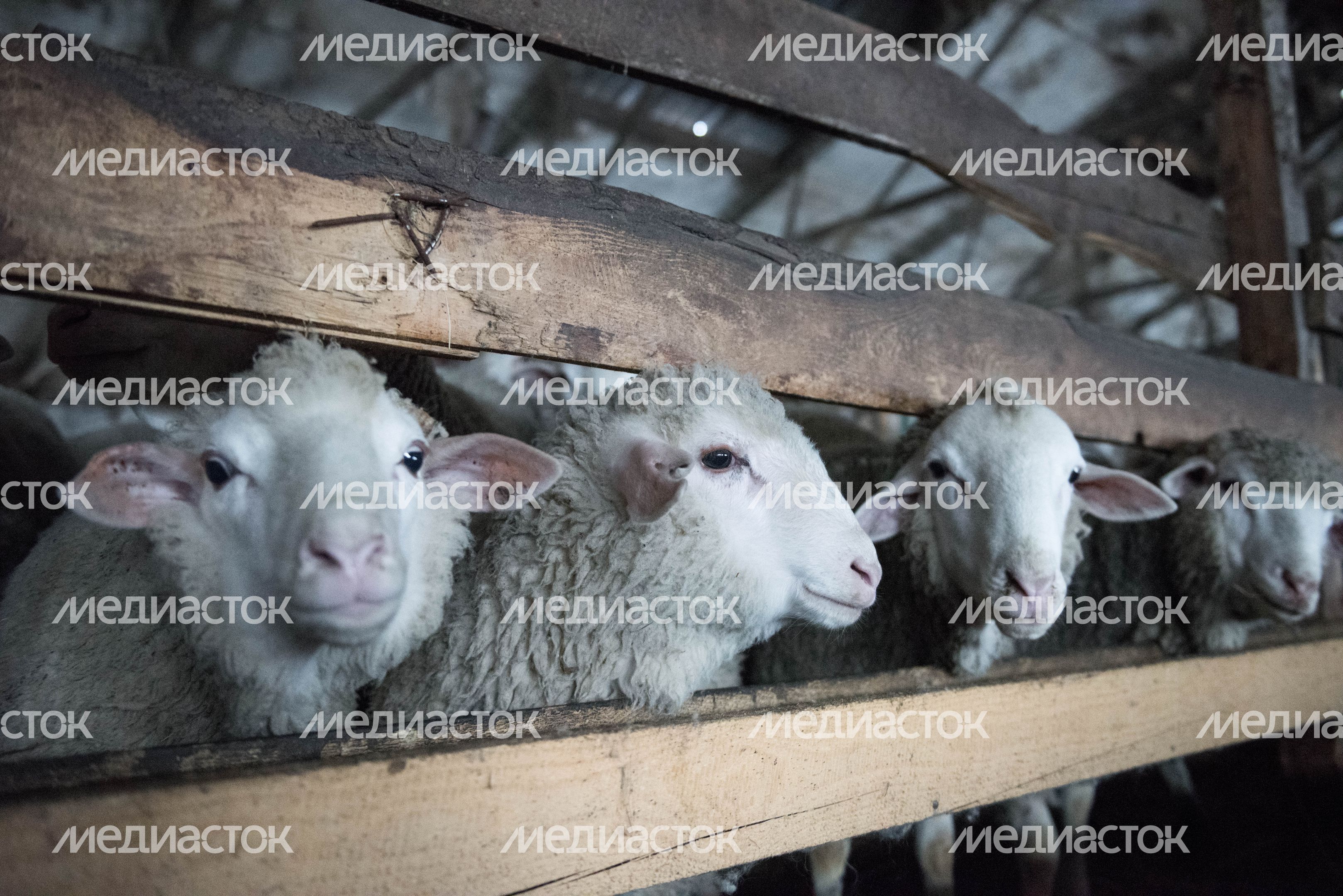 Деревня «Марс» в Московской области, 2 часть
