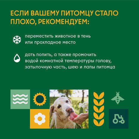 Как защитить домашнего любимца от перегрева во время жары квадтрат (3)