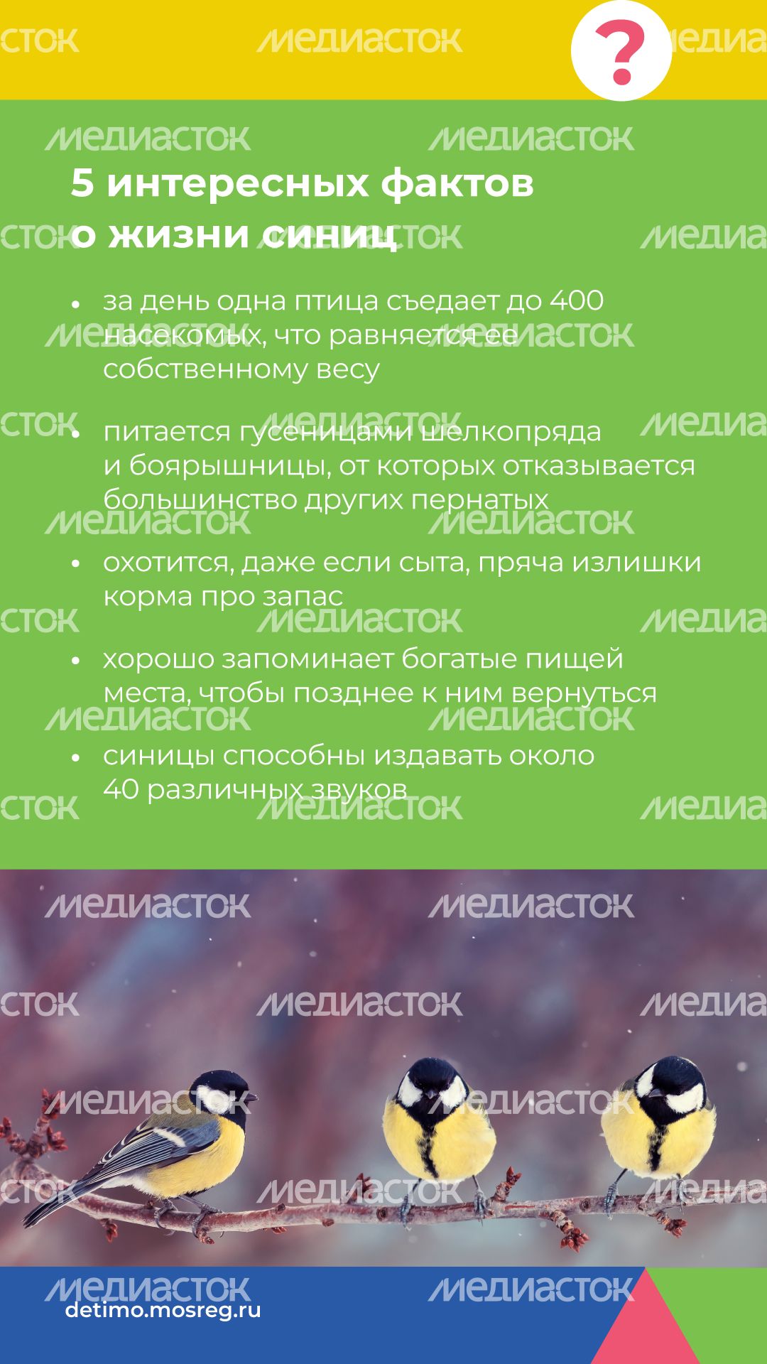 Синичкин_день_вертикаль_10.jpg