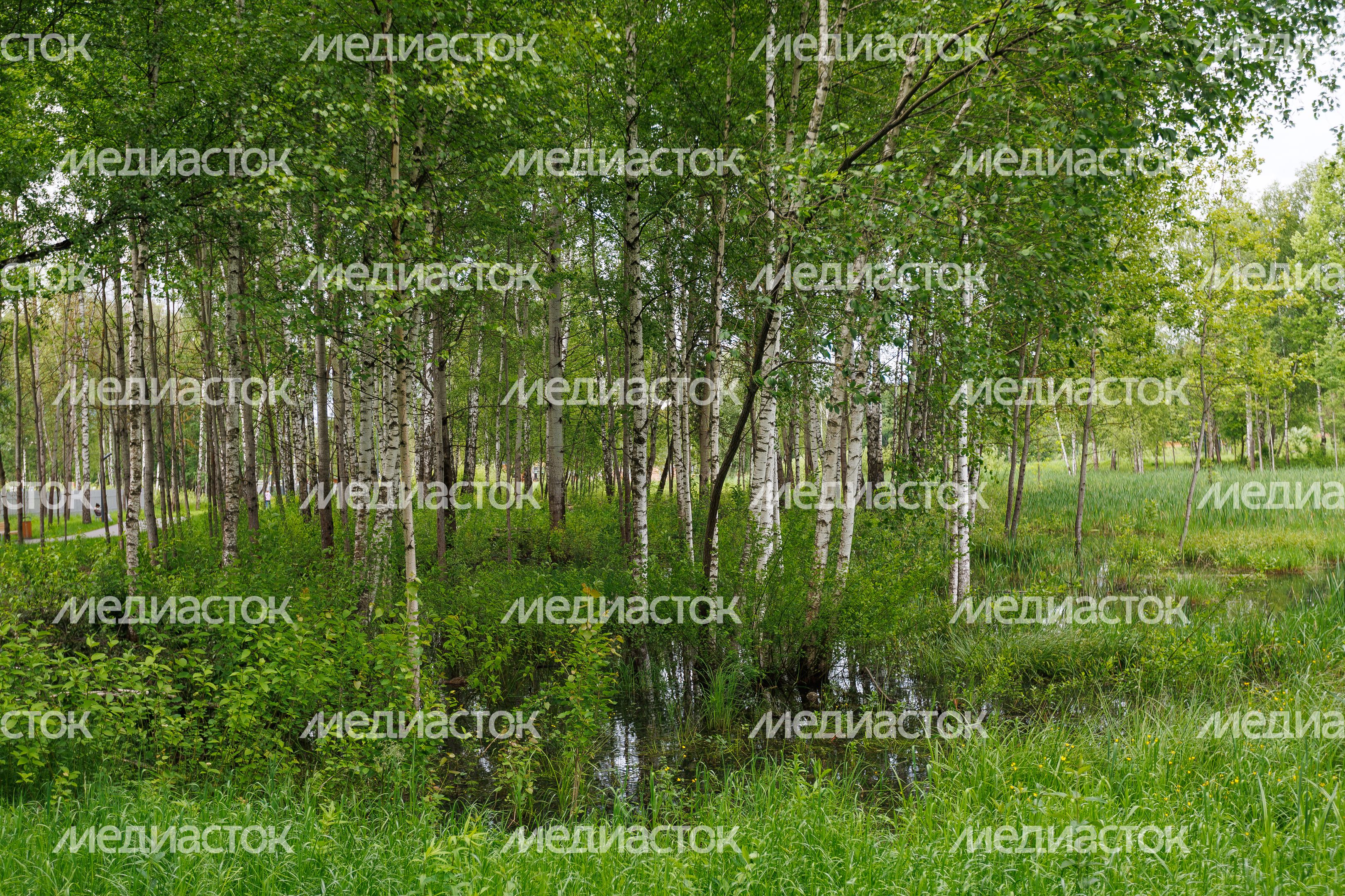 Лето в Городском парке культуры и отдыха в Ивантеевке Пушкинского округа