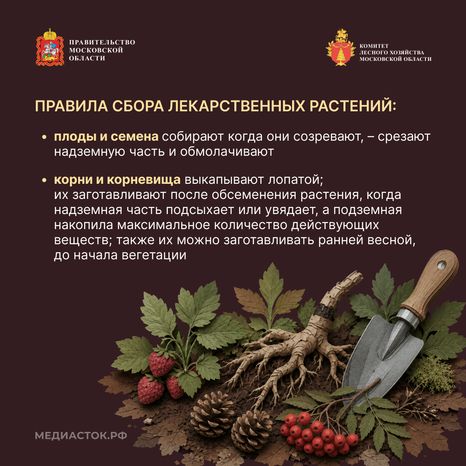 Ягоды, грибы, лекарственные растения квадрат 08