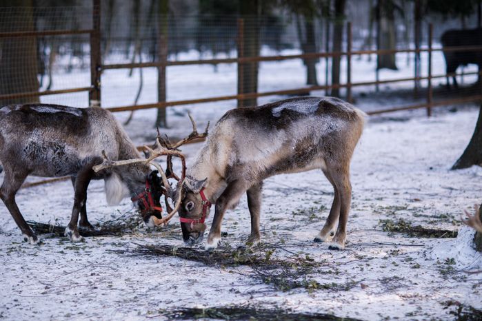 Оленья ферма ZooОleni в Рузском округе