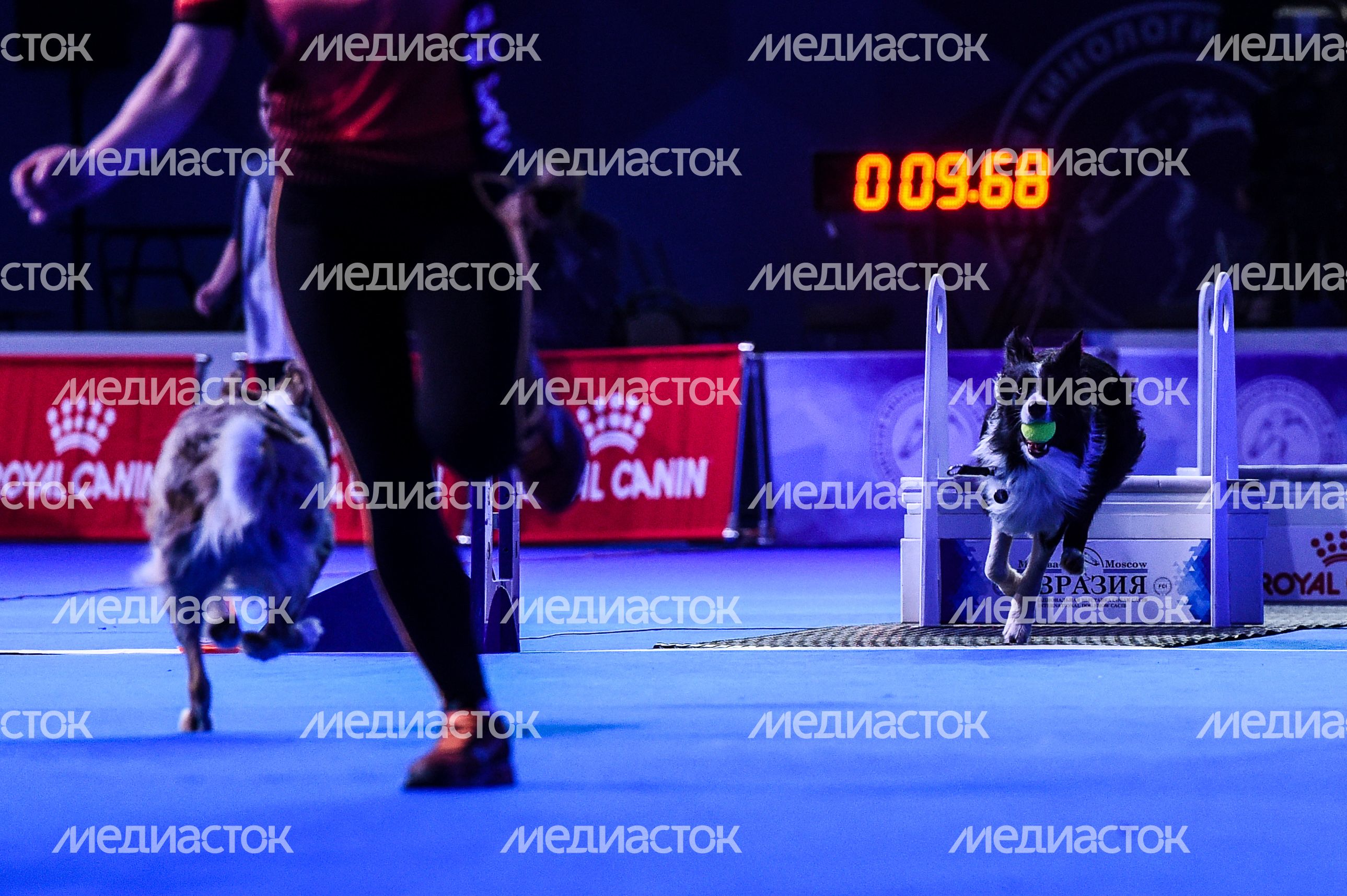 Выставка собак Евразия‑2018 прошла в Подмосковье