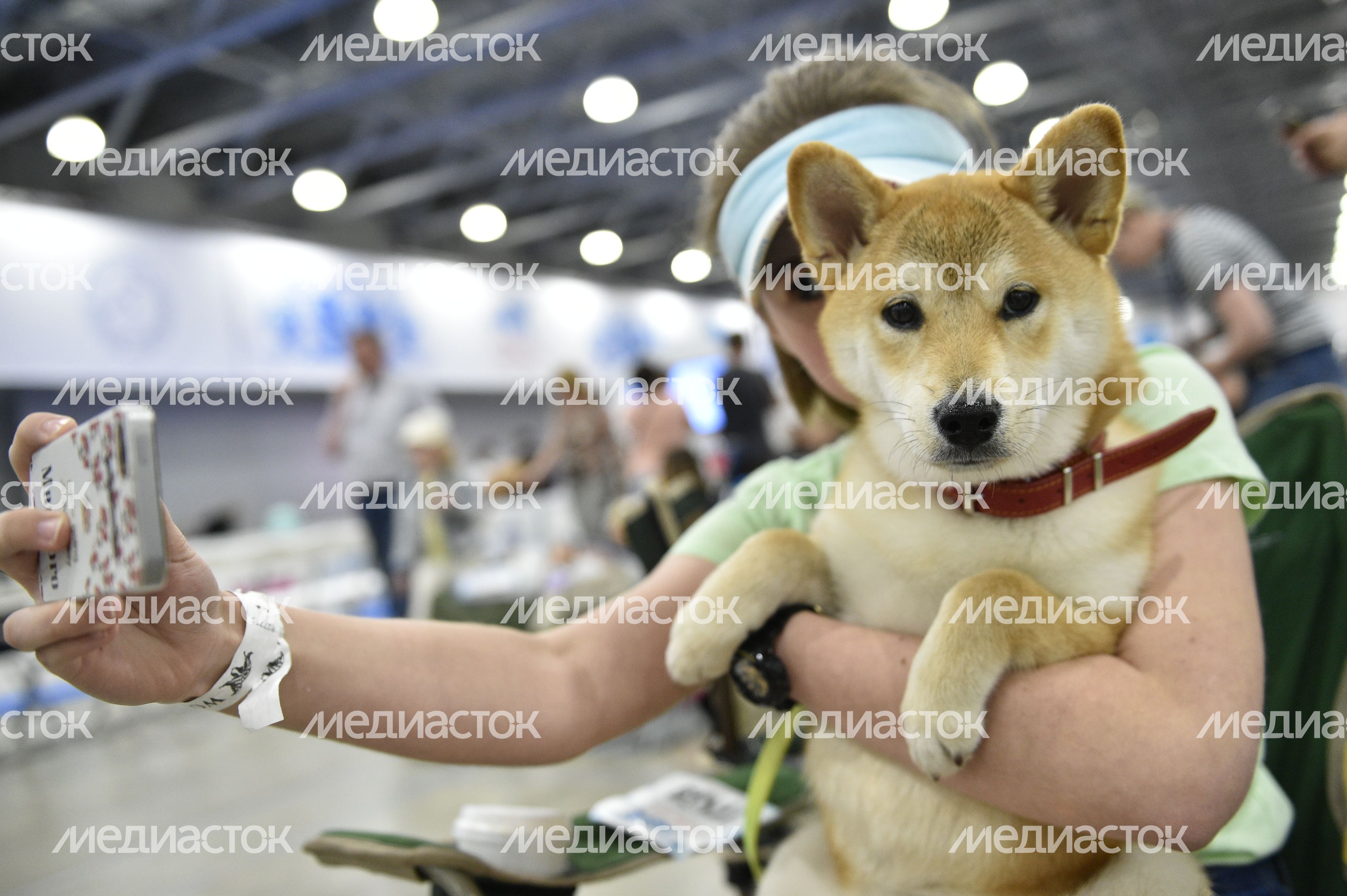 Всемирная выставка собак World Dog Show 2016 в МВЦ «Крокус Экспо» Всемирная выставка собак World Dog Show 2016 в МВЦ «Крокус Экспо»