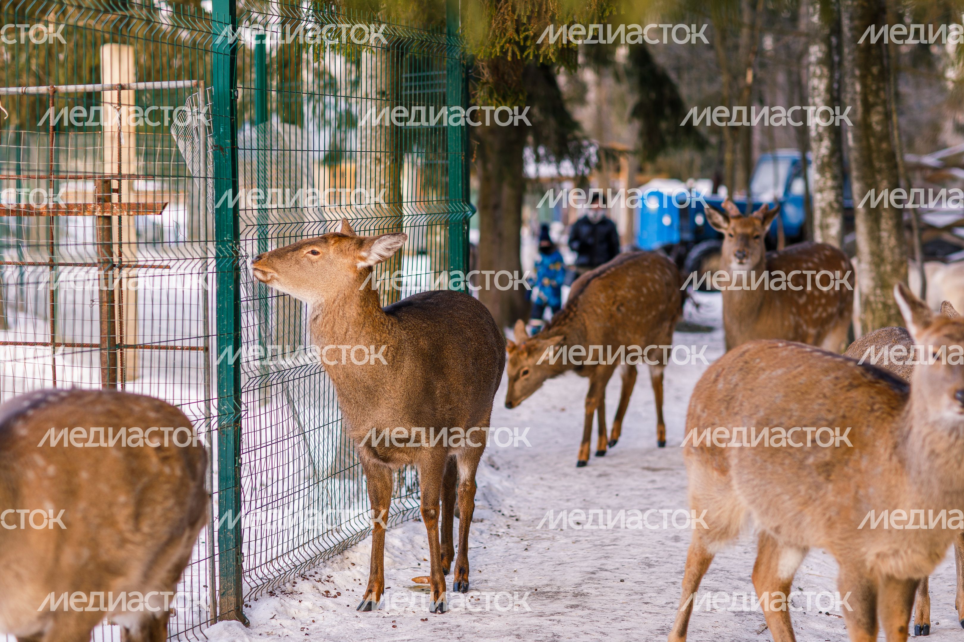 Оленья ферма ZooОleni в Рузском округе