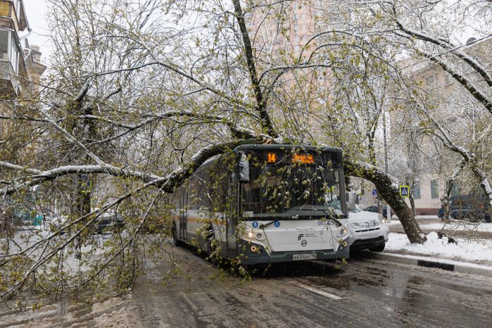 Снежный апокалипсис в Подмосковье: дерево рухнуло на автобус
