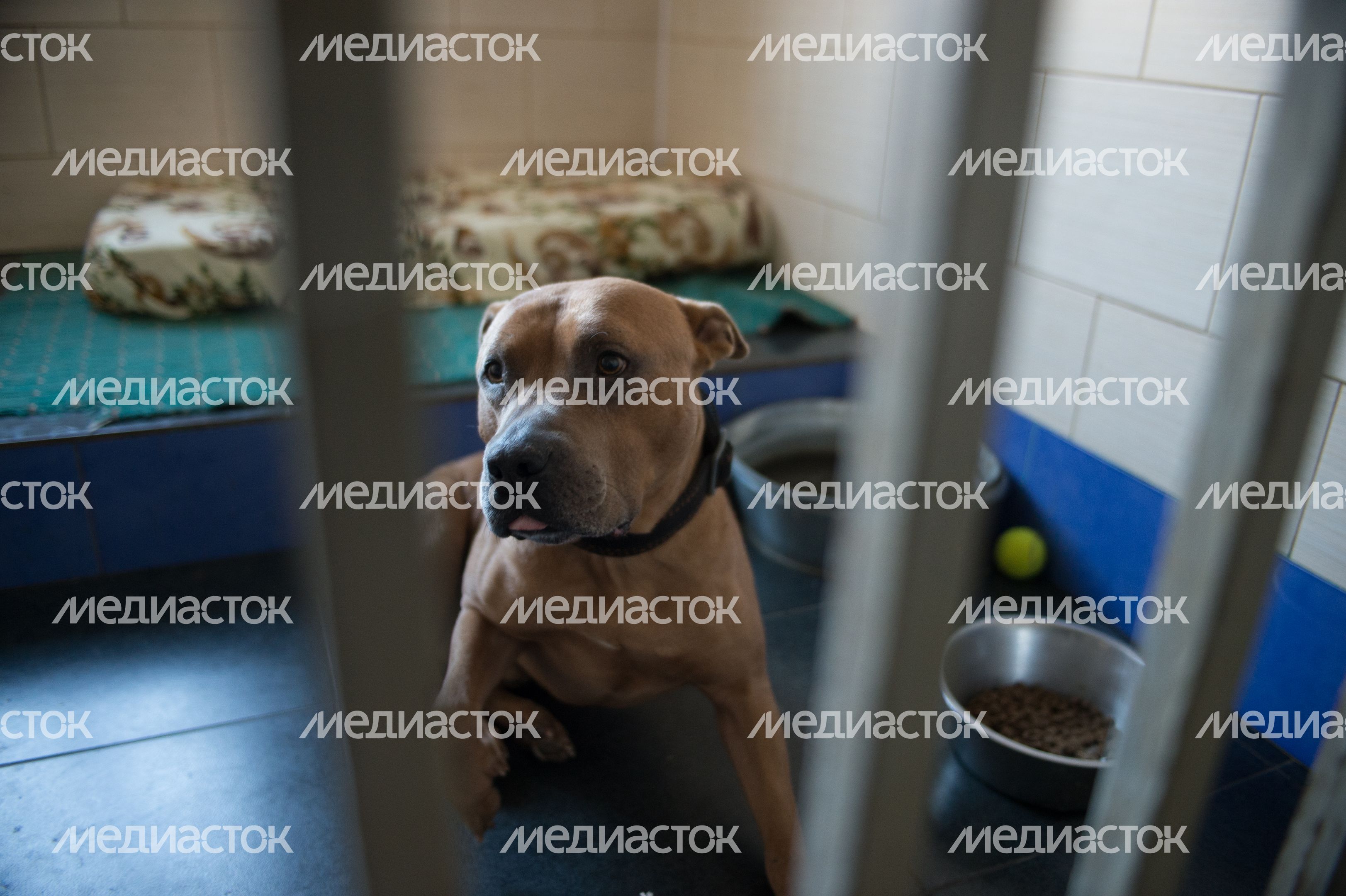 Шереметьевский приют для собак в Химках