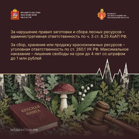 Ягоды, грибы, лекарственные растения квадрат 10
