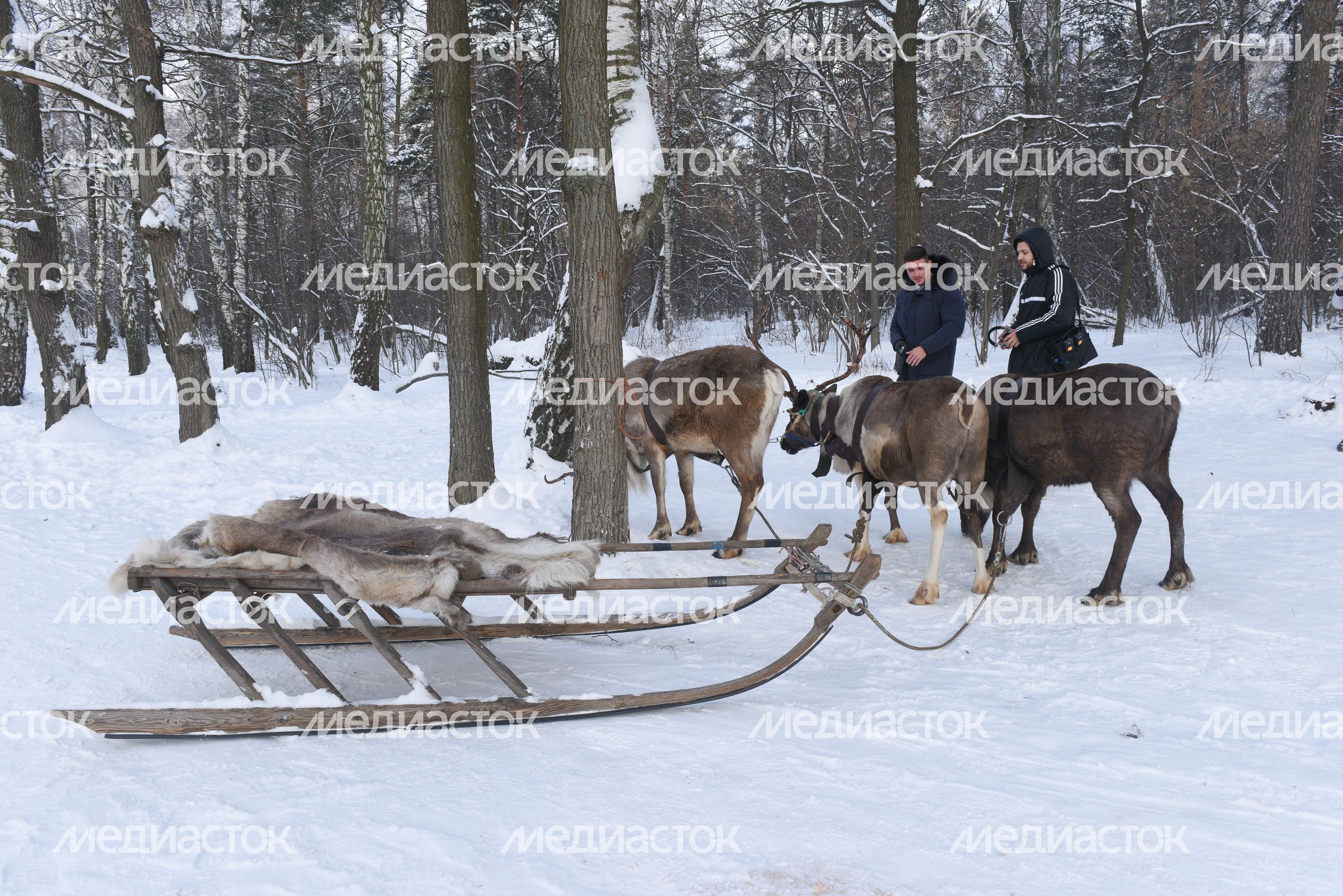 Оленья ферма в Дзержинском
