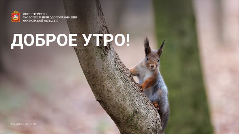 Доброе утро горизонталь 07