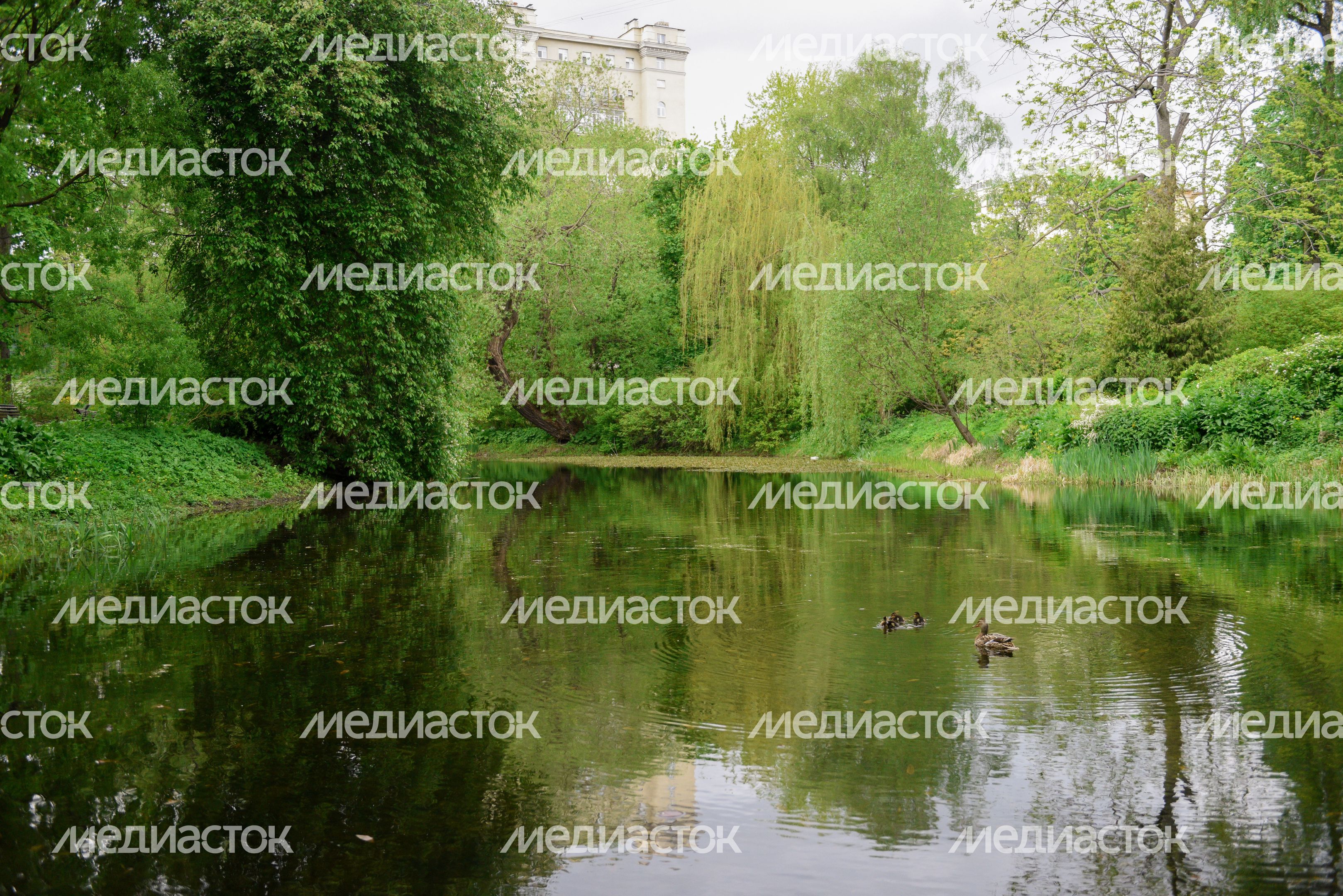 Ботанический сад МГУ «Аптекарский огород»