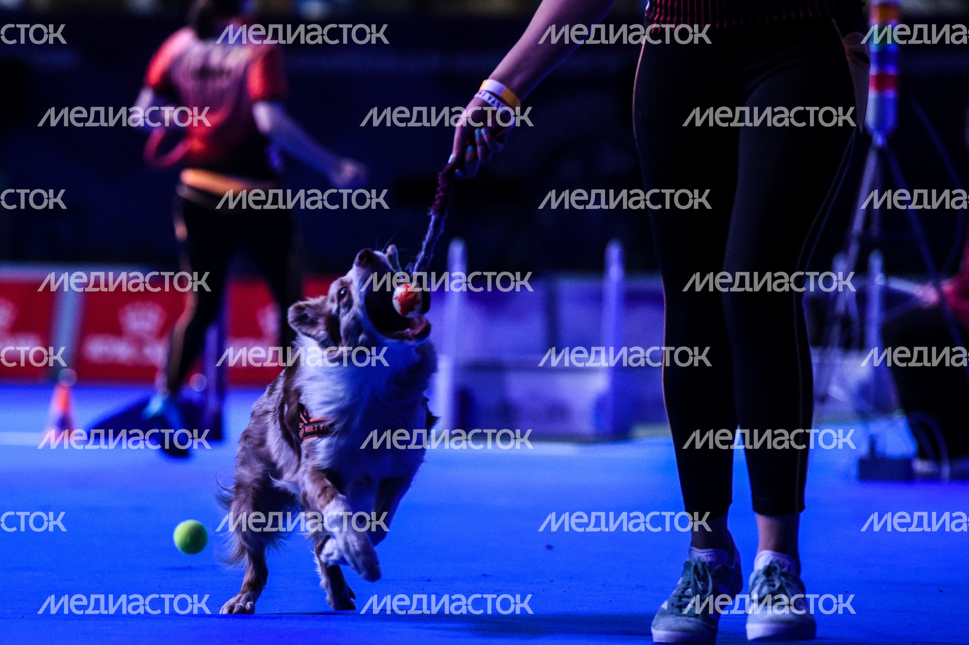 Выставка собак Евразия‑2018 прошла в Подмосковье