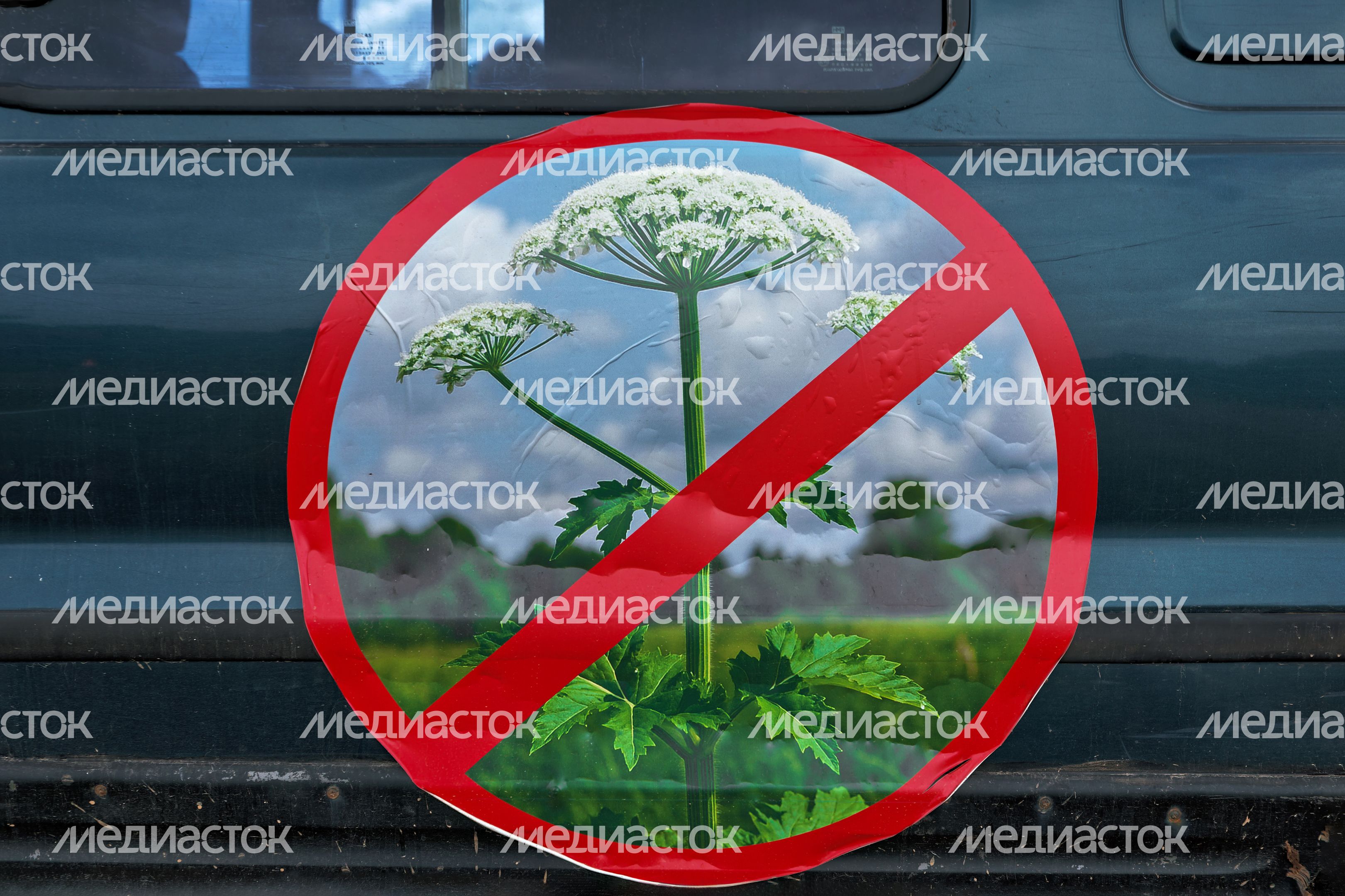 Обработка территории от борщевика в Волоколамском округе