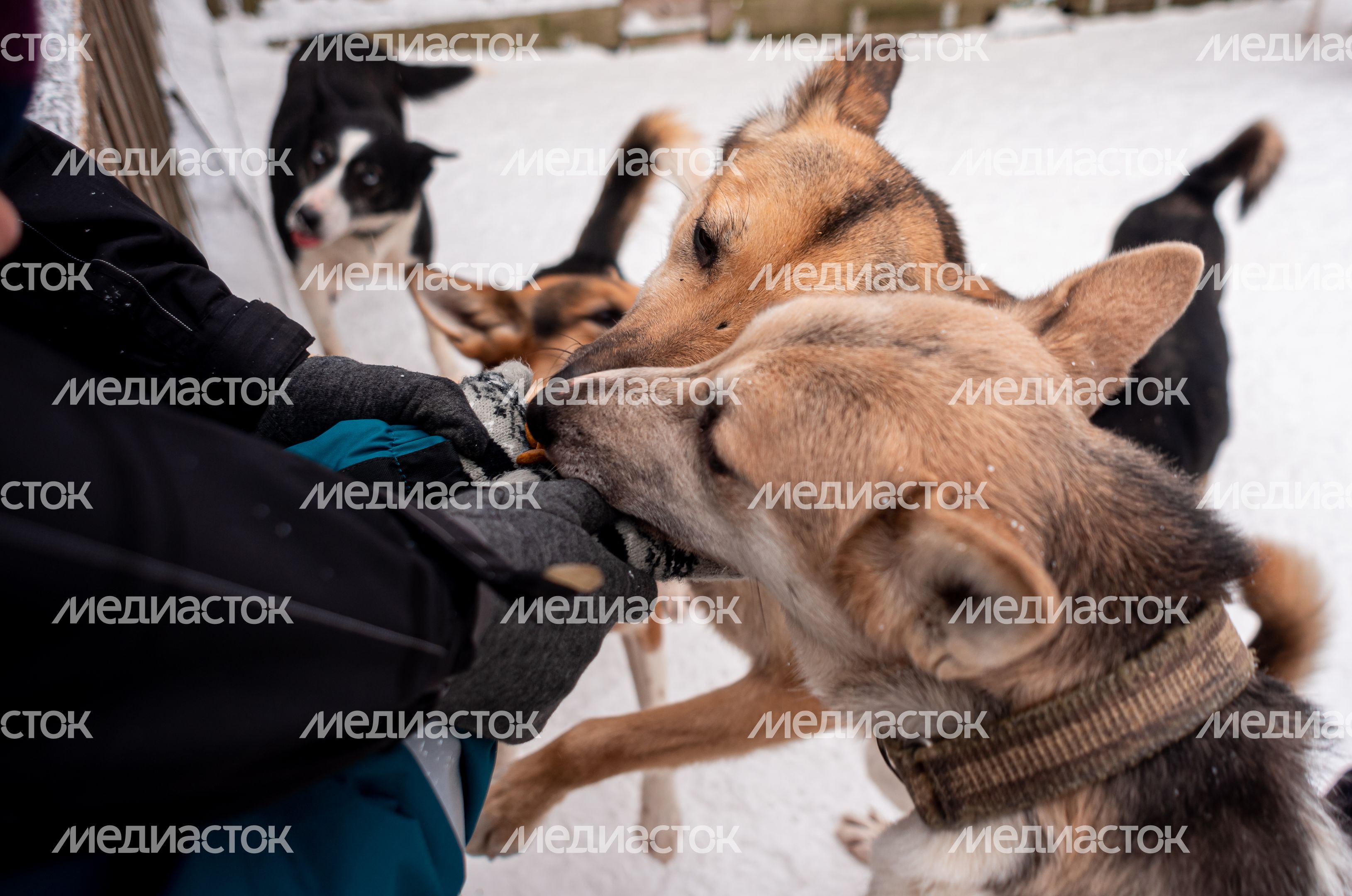 Зима в питомнике ездовых собак Северный