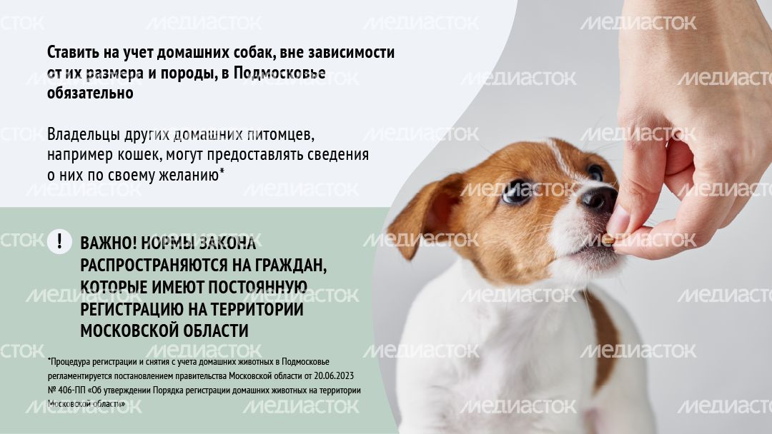 Зарегистрировать домашнее животное ред 2-горизонталь-03.png