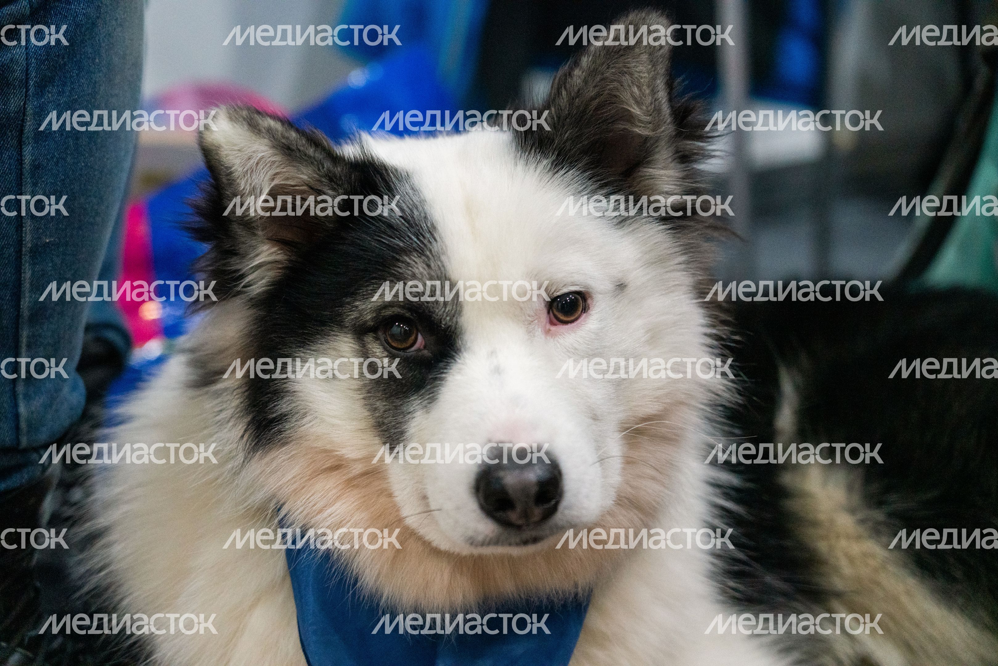 Фестиваль любви к домашним животным «Зоофест эко 2026» в «Крокус Экспо» в Красногорске