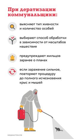 Крысы в МКД вертикаль (5)