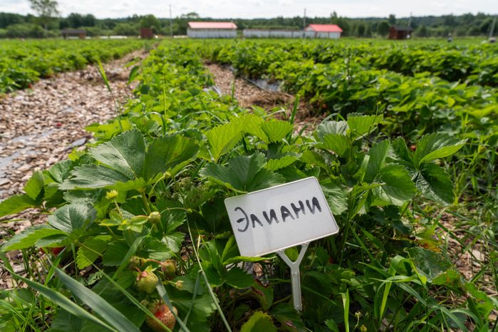 Выращивание клубники в ООО "Плодопитомник "Ягода-малина" в округе Шаховская
