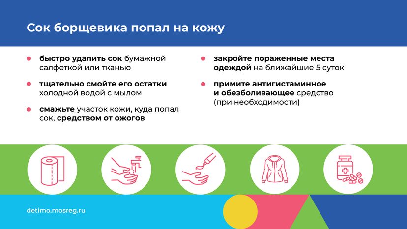 Горизонталь_Борщевик Сосновского_06.png