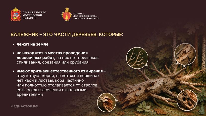 Валежник для собственных нужд горизонталь 03