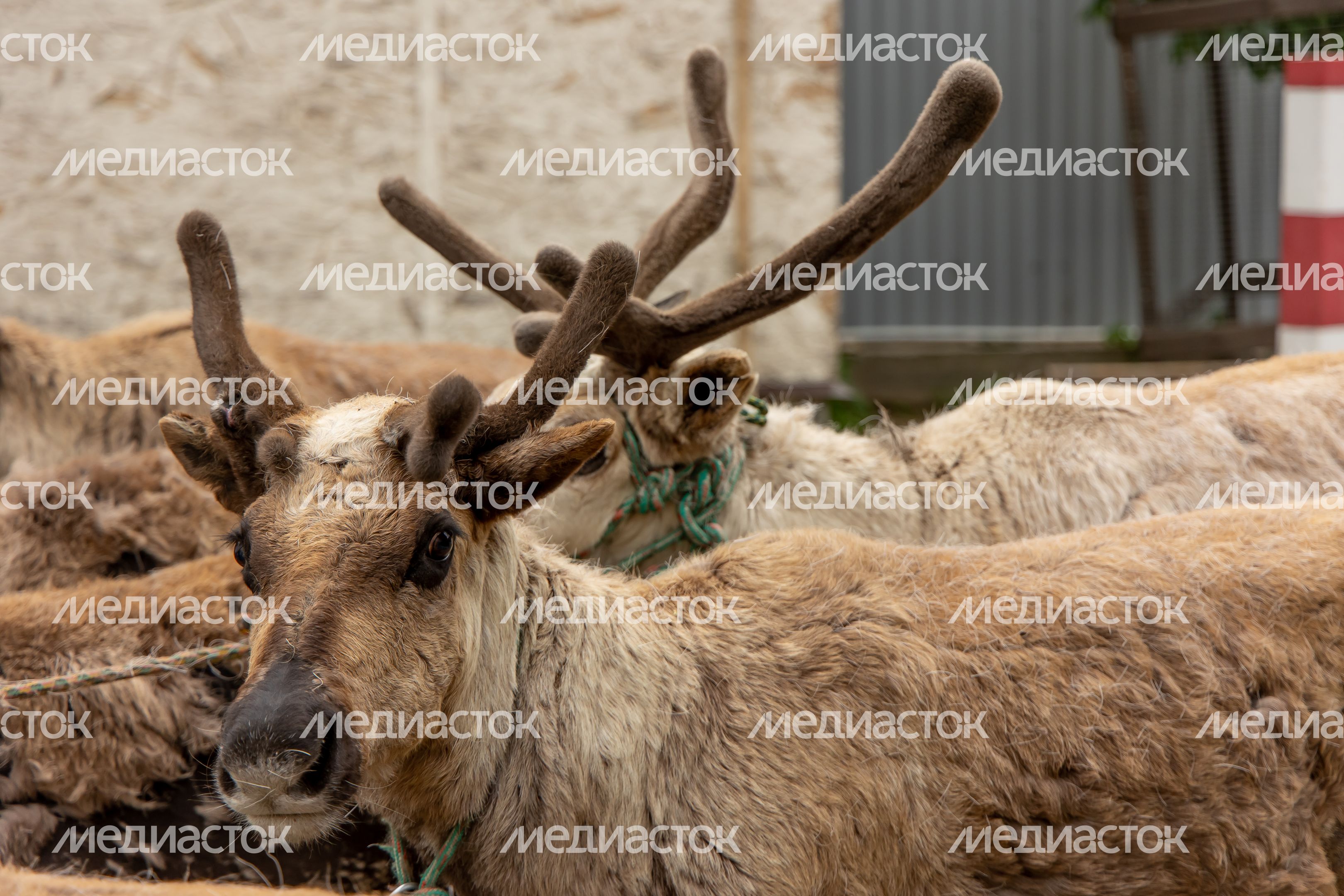 Животноводческий комплекс при киностудии Угреша-Фильм Животноводческий комплекс при киностудии Угреша-Фильм