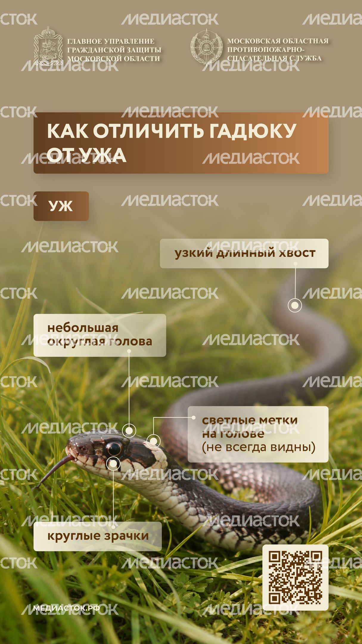 Гадюки вертикаль 02 Гадюки вертикаль 02