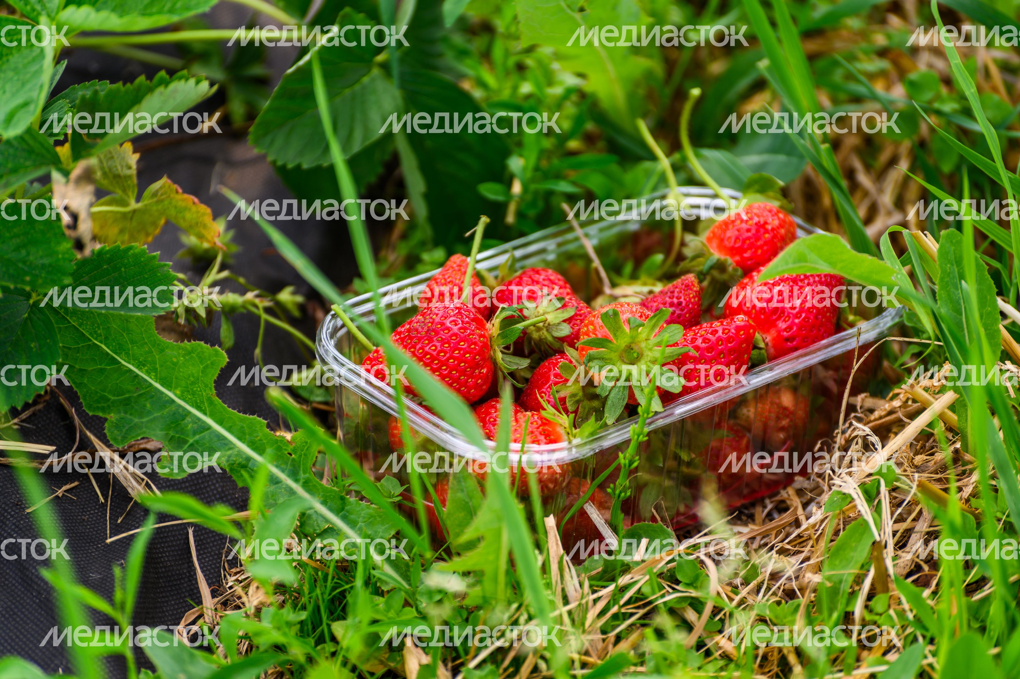 Луховицкая клубника на полях ООО "Русская ягода"