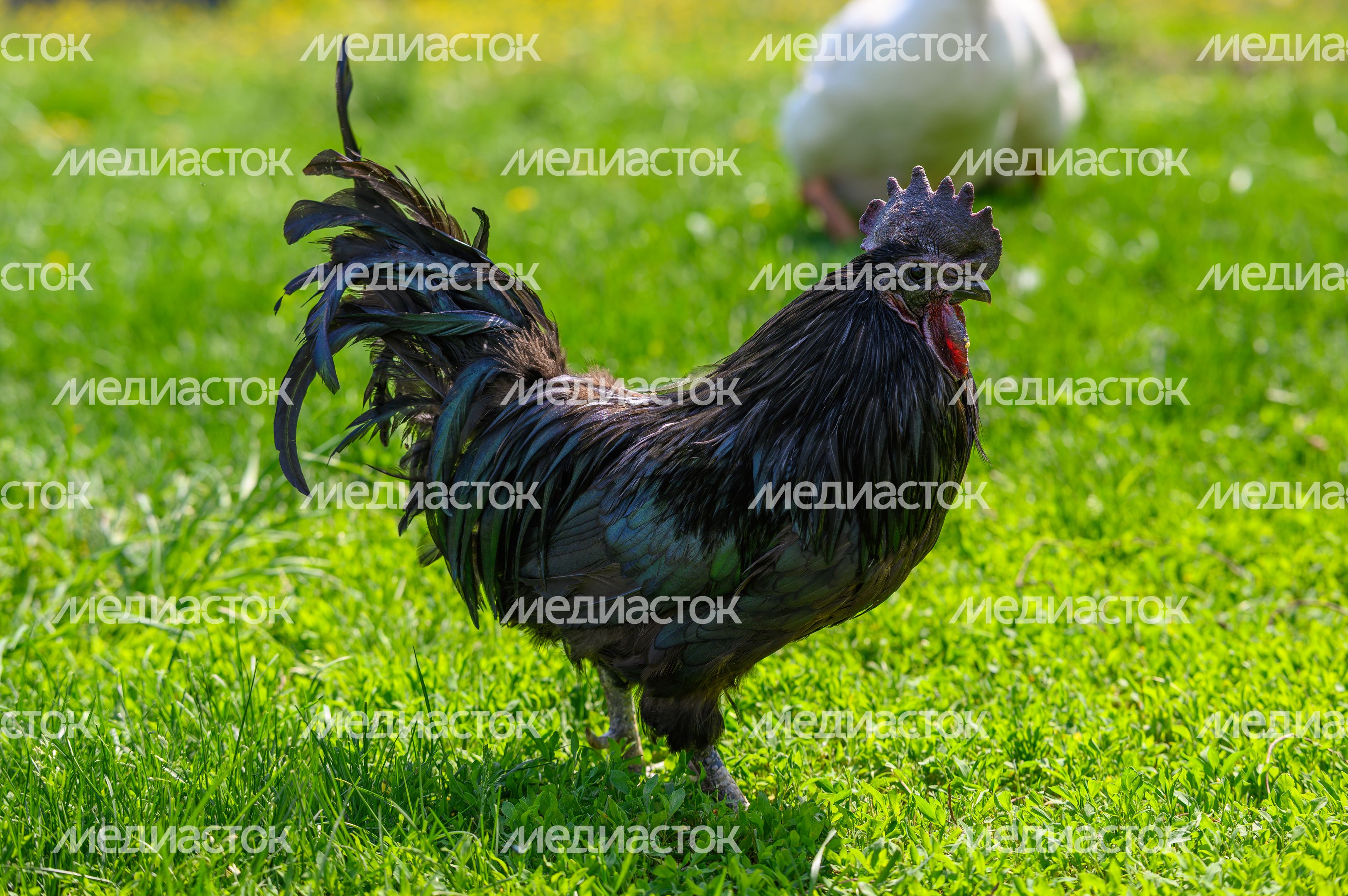 Общение с пушистыми курами в зооцентре «Святополе» в Зарайске