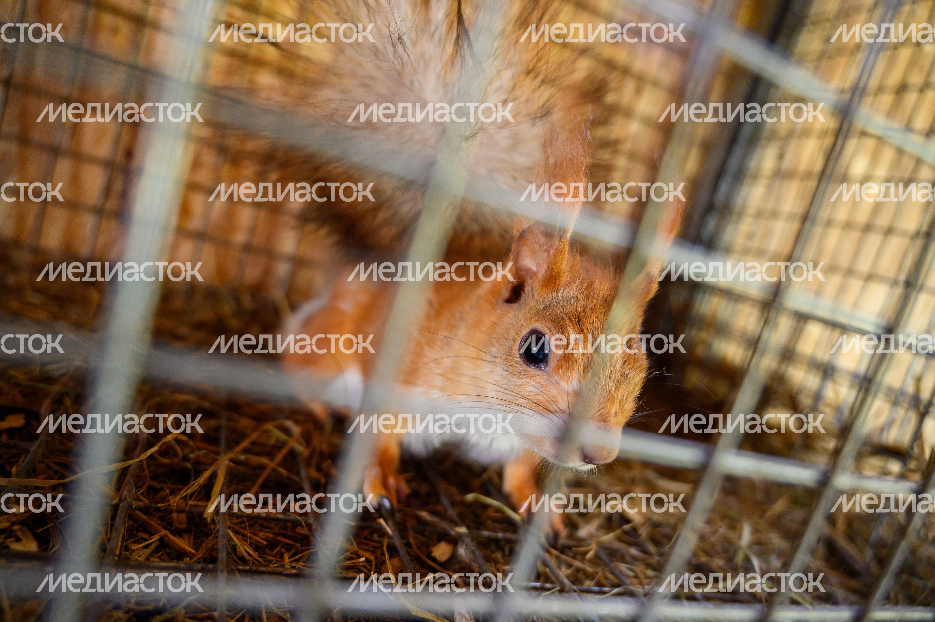 Подсобное хозяйство в агроусадьбе «Полянка» в деревне Слободка Сергиево-Посадского округа Подсобное хозяйство в агроусадьбе «Полянка» в деревне Слободка Сергиево-Посадского округа
