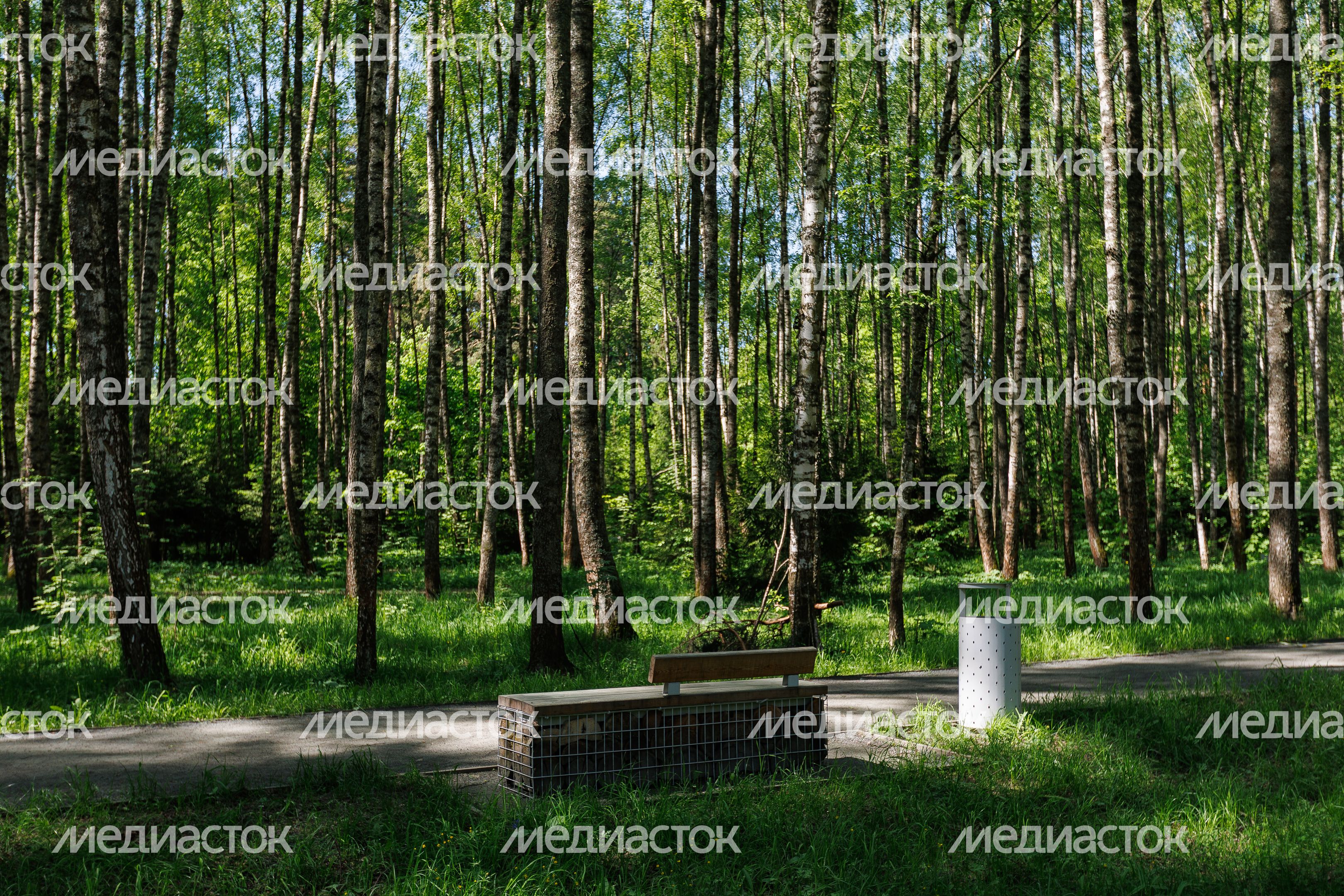 Весна в лесопарке «Северный» в Пушкино