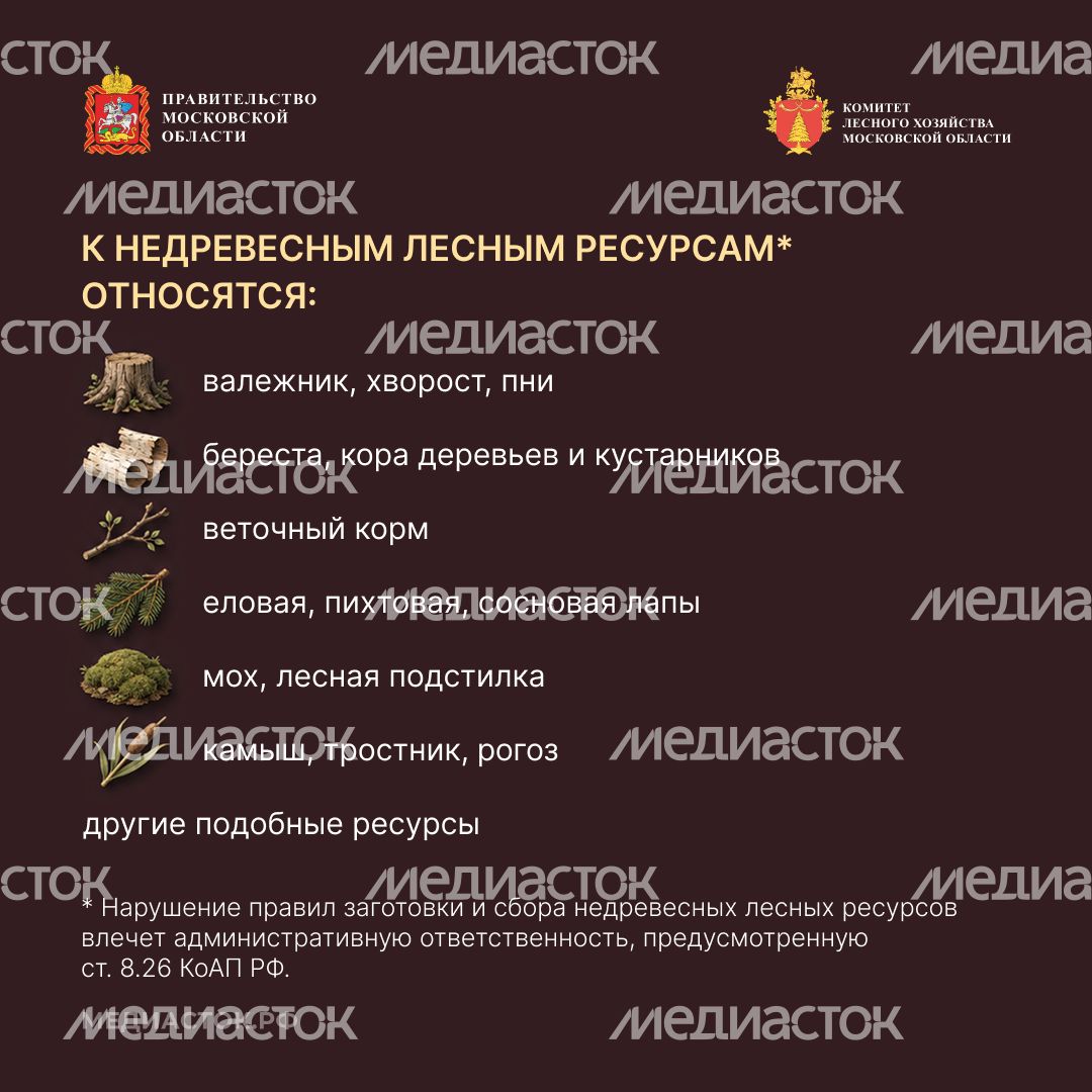 Недревесные ресурсы для собственных нужд Квадрат 03
